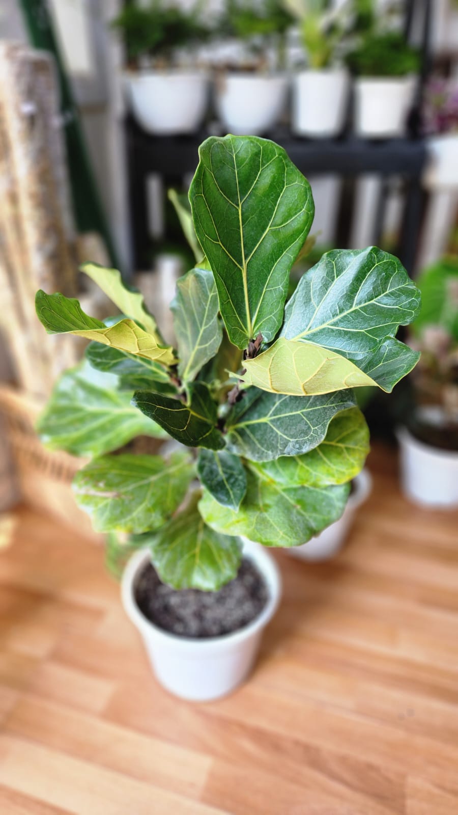 Ficus lyrata