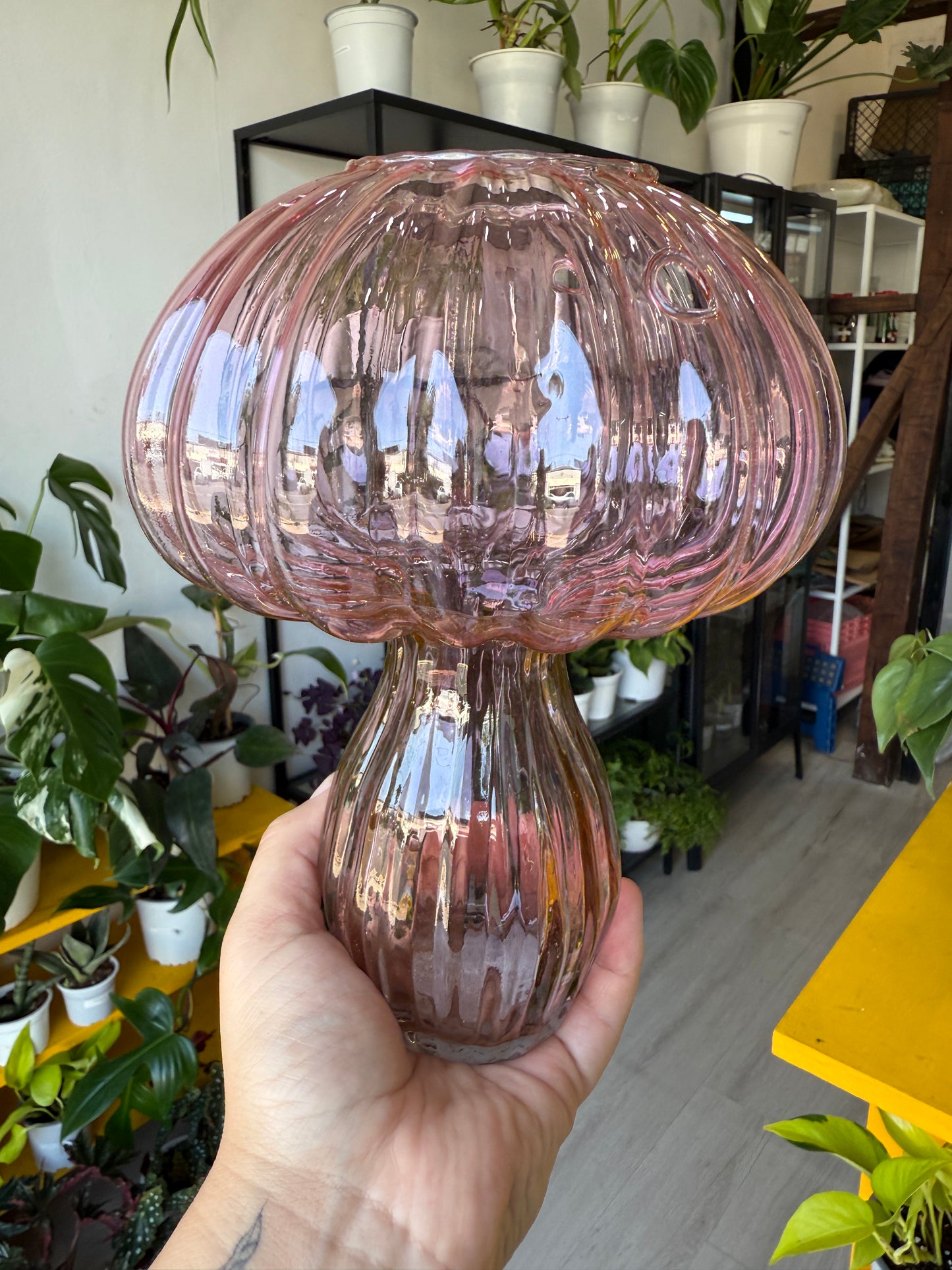 Hongos propagadores vidrio colores y transparentes