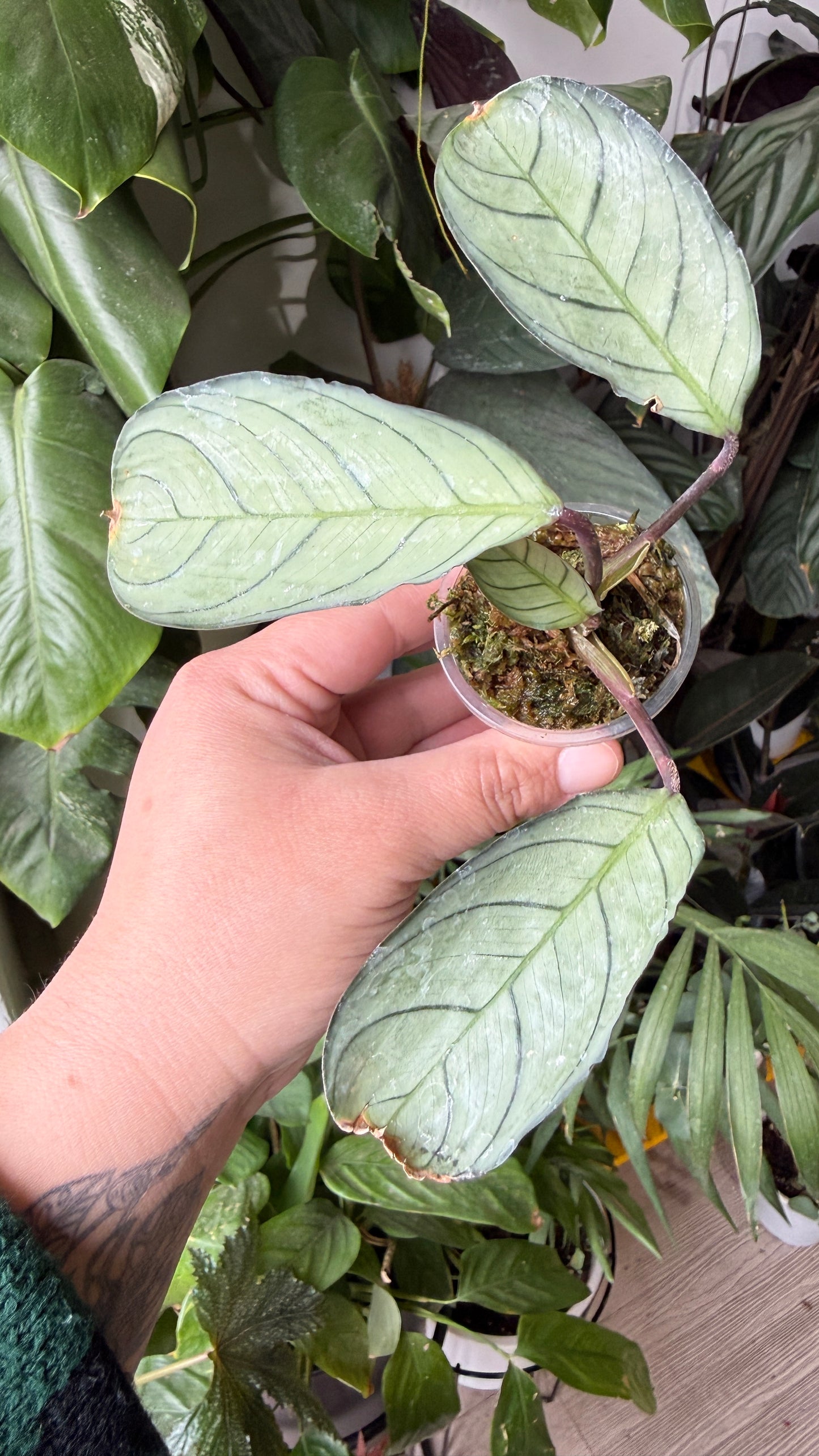 Baby plant