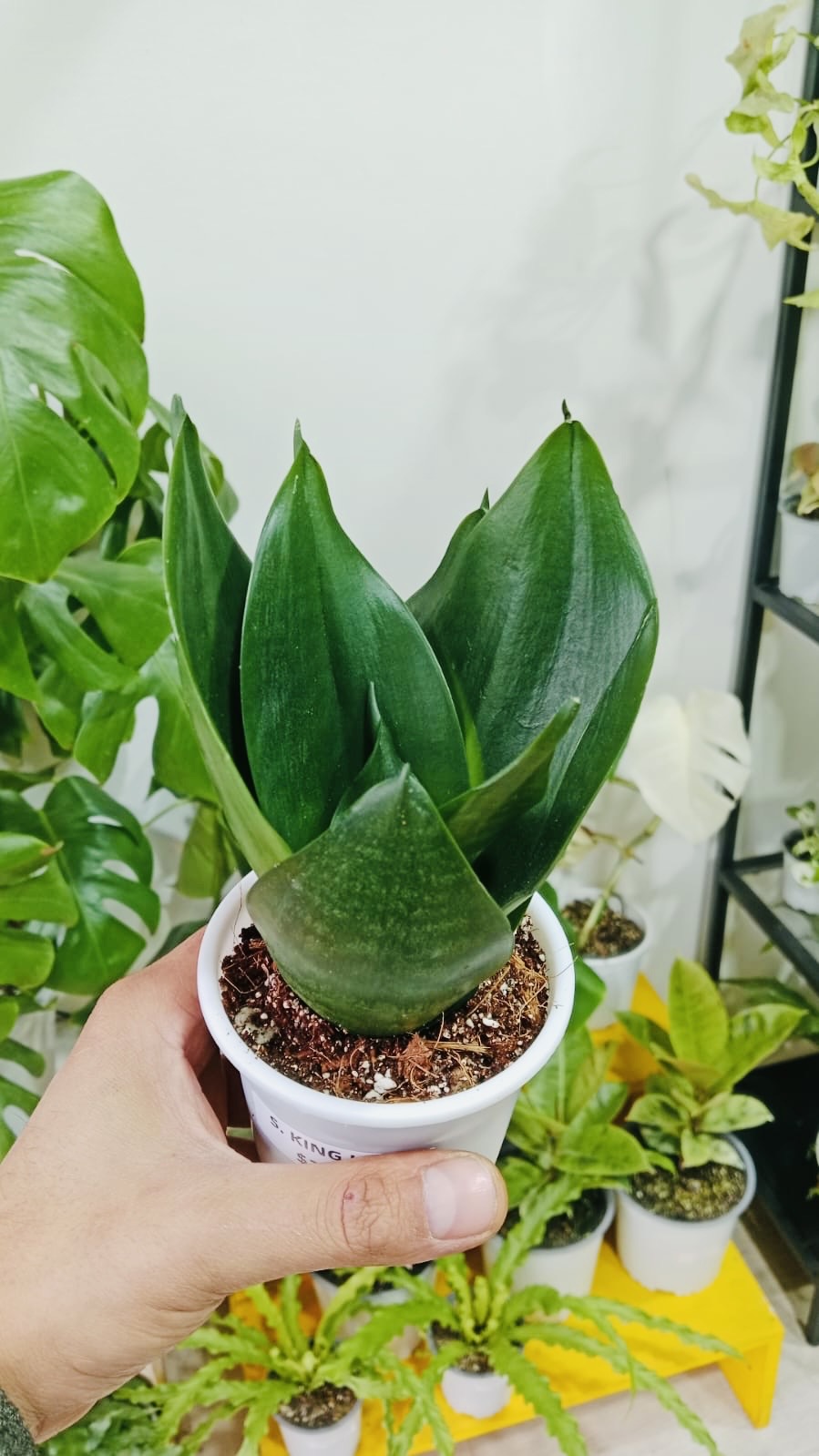 Sansevierias variedades