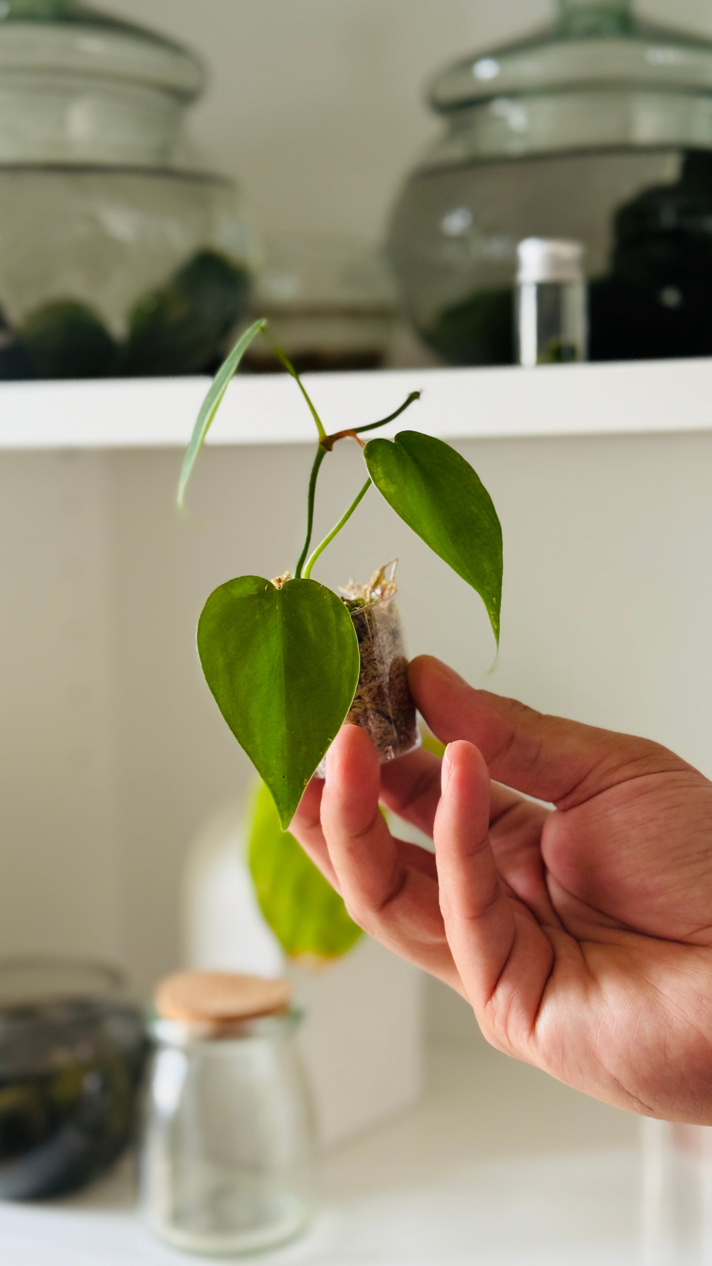 Baby plant