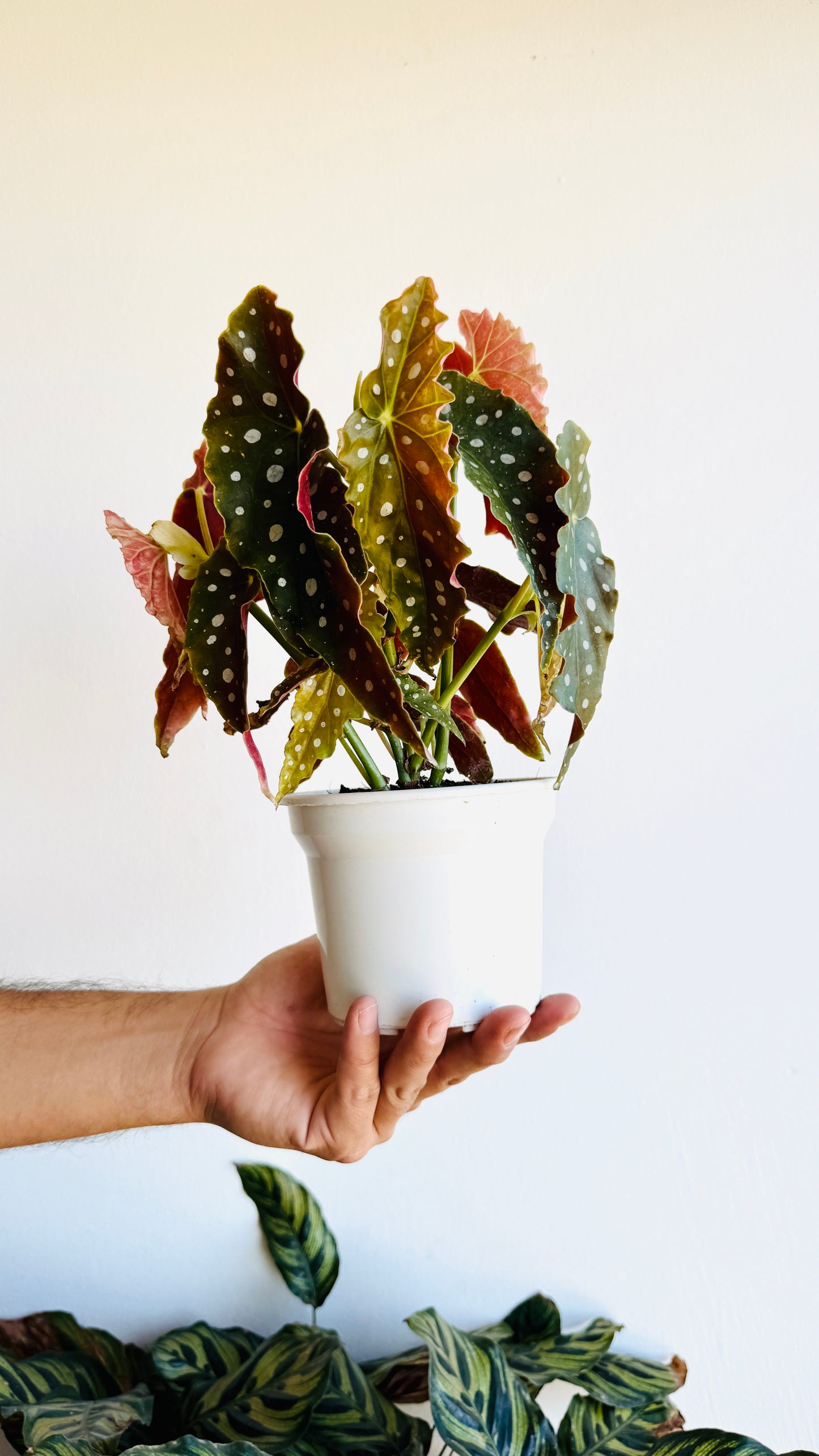Begonia maculata