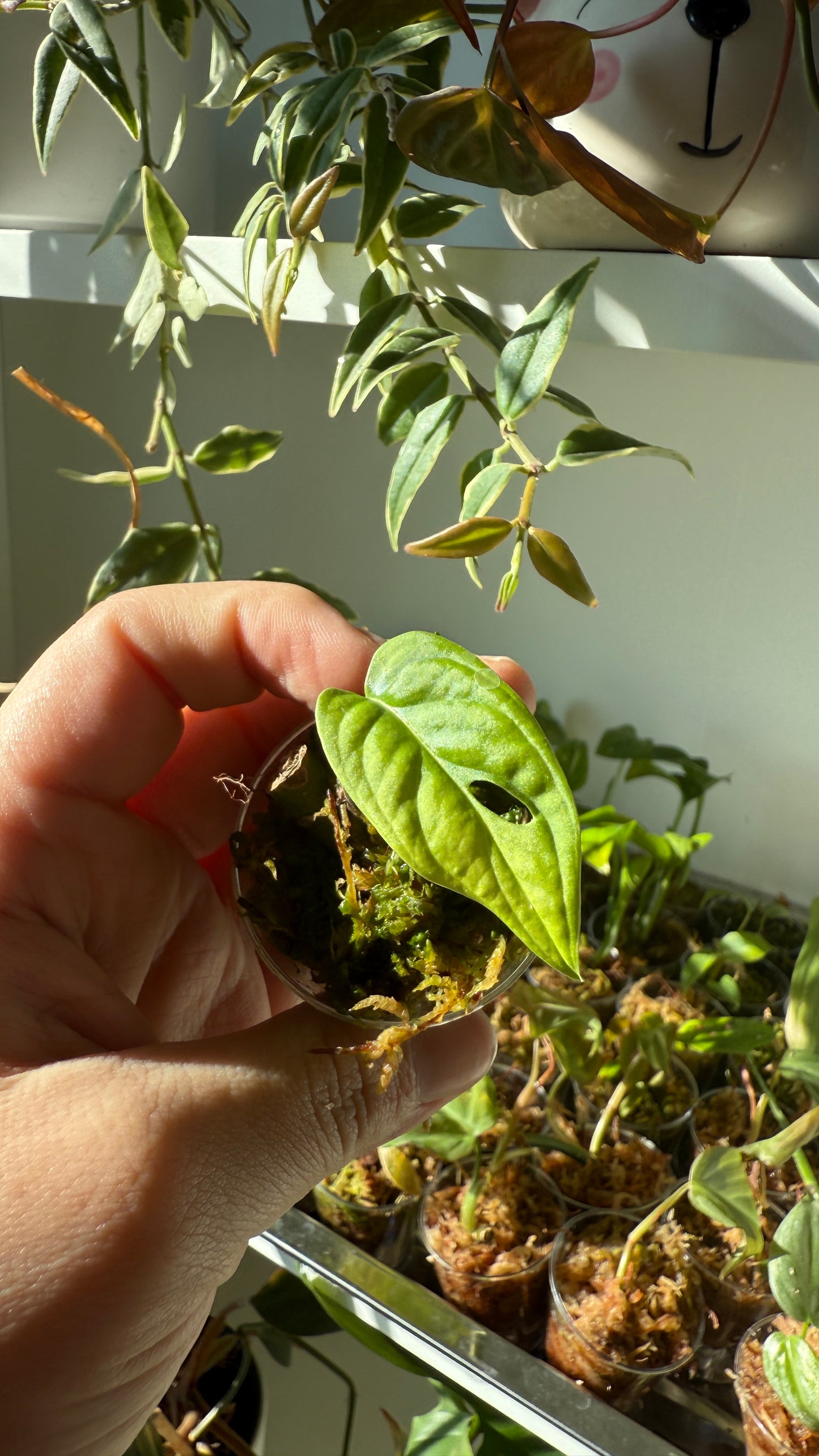Baby plant
