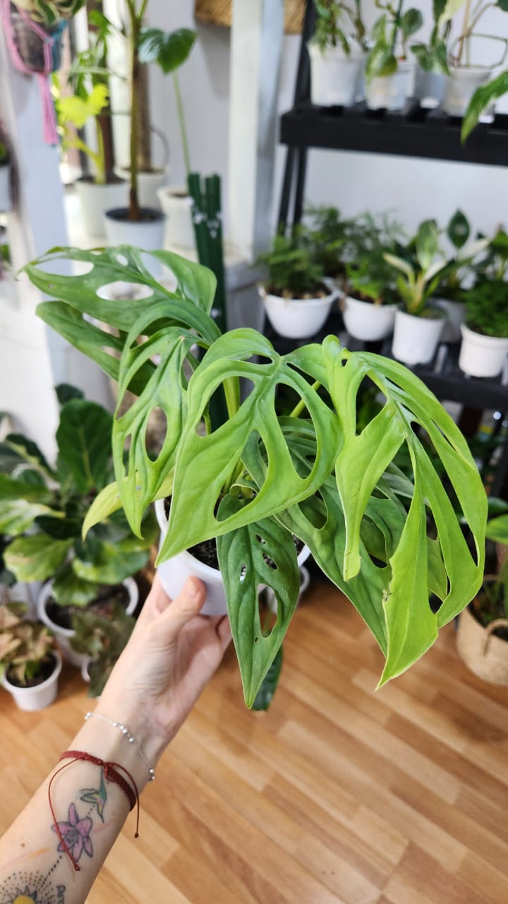 Adansonii