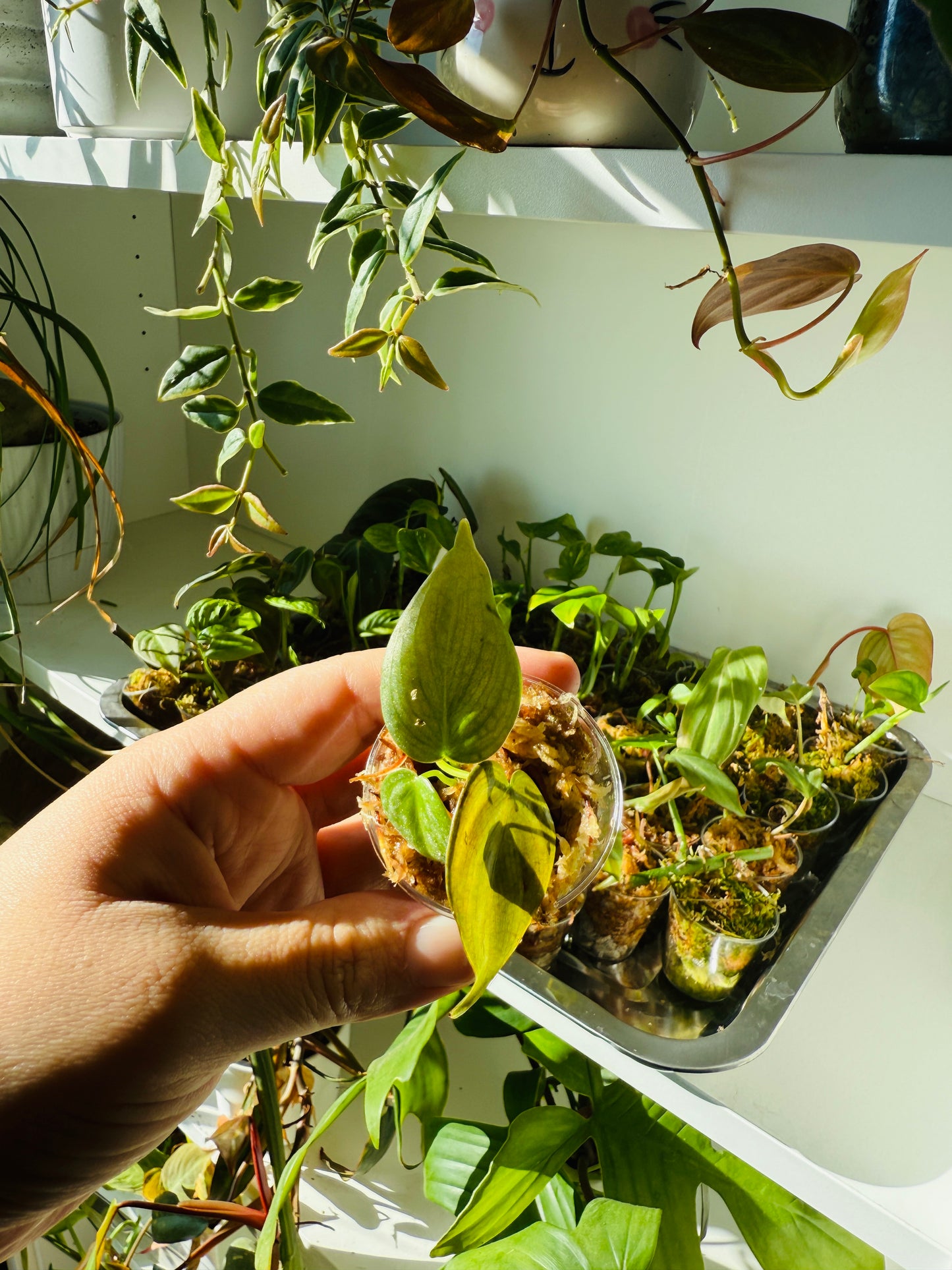 Baby plant