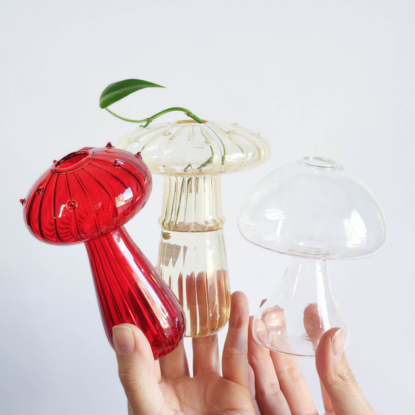 Hongos propagadores vidrio colores y transparentes