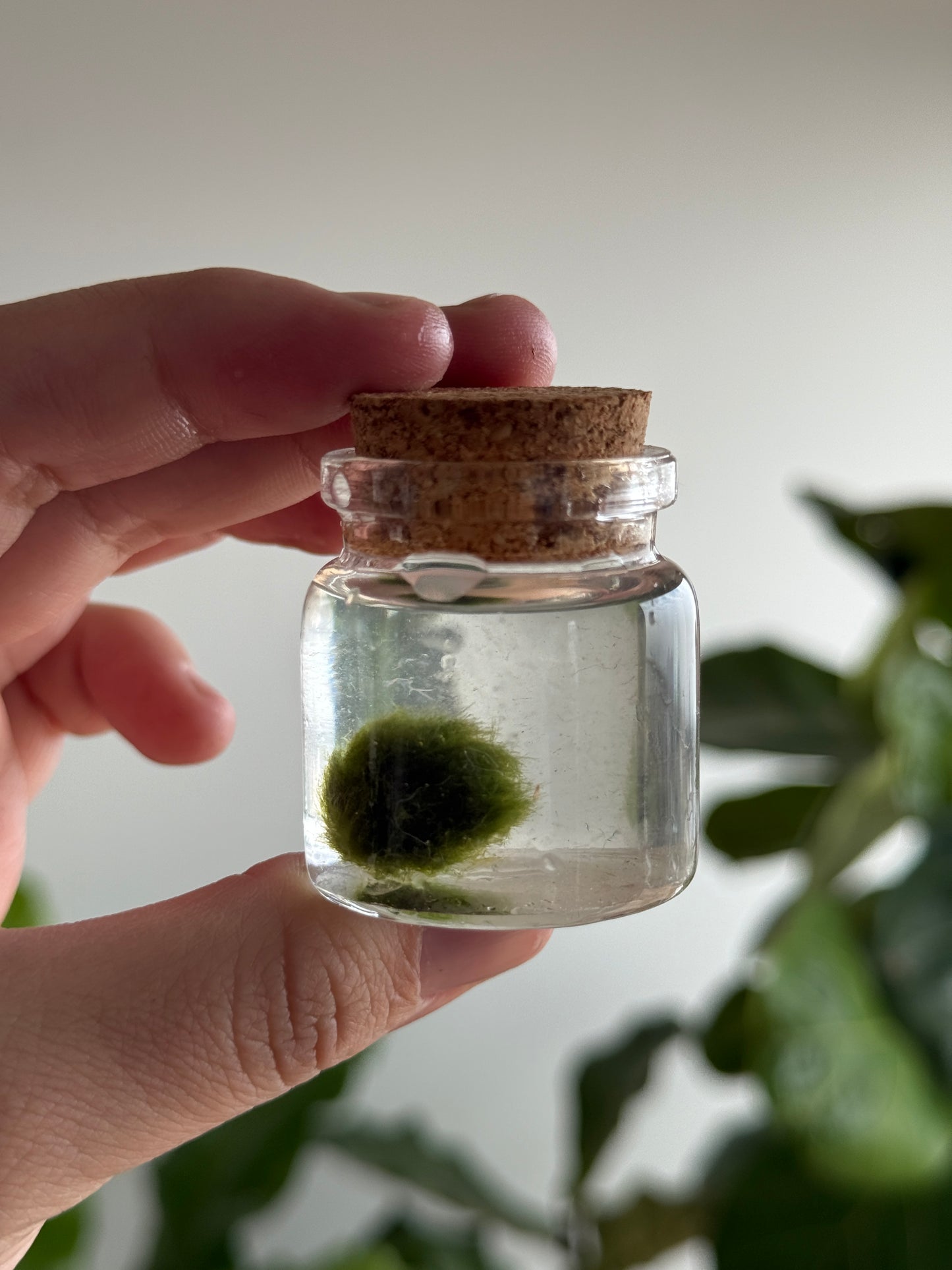Marimo baby