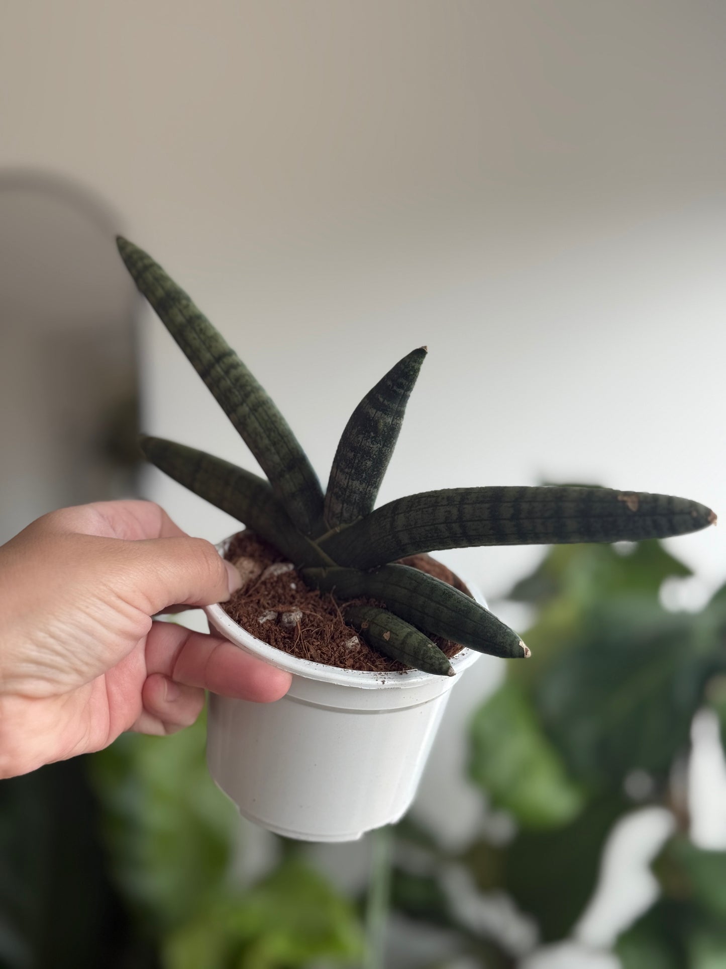 Sanseveria cilíndrica