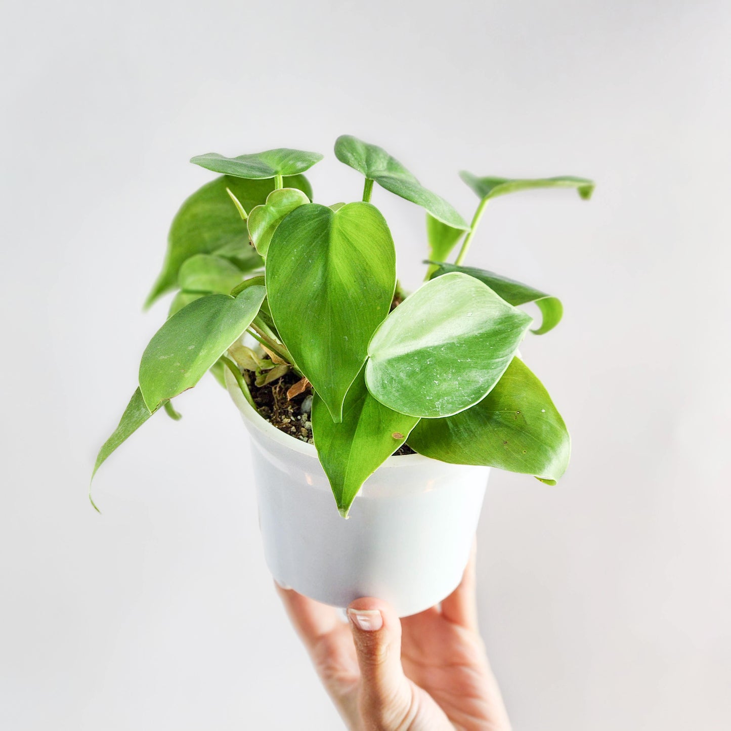 Cordatum verde