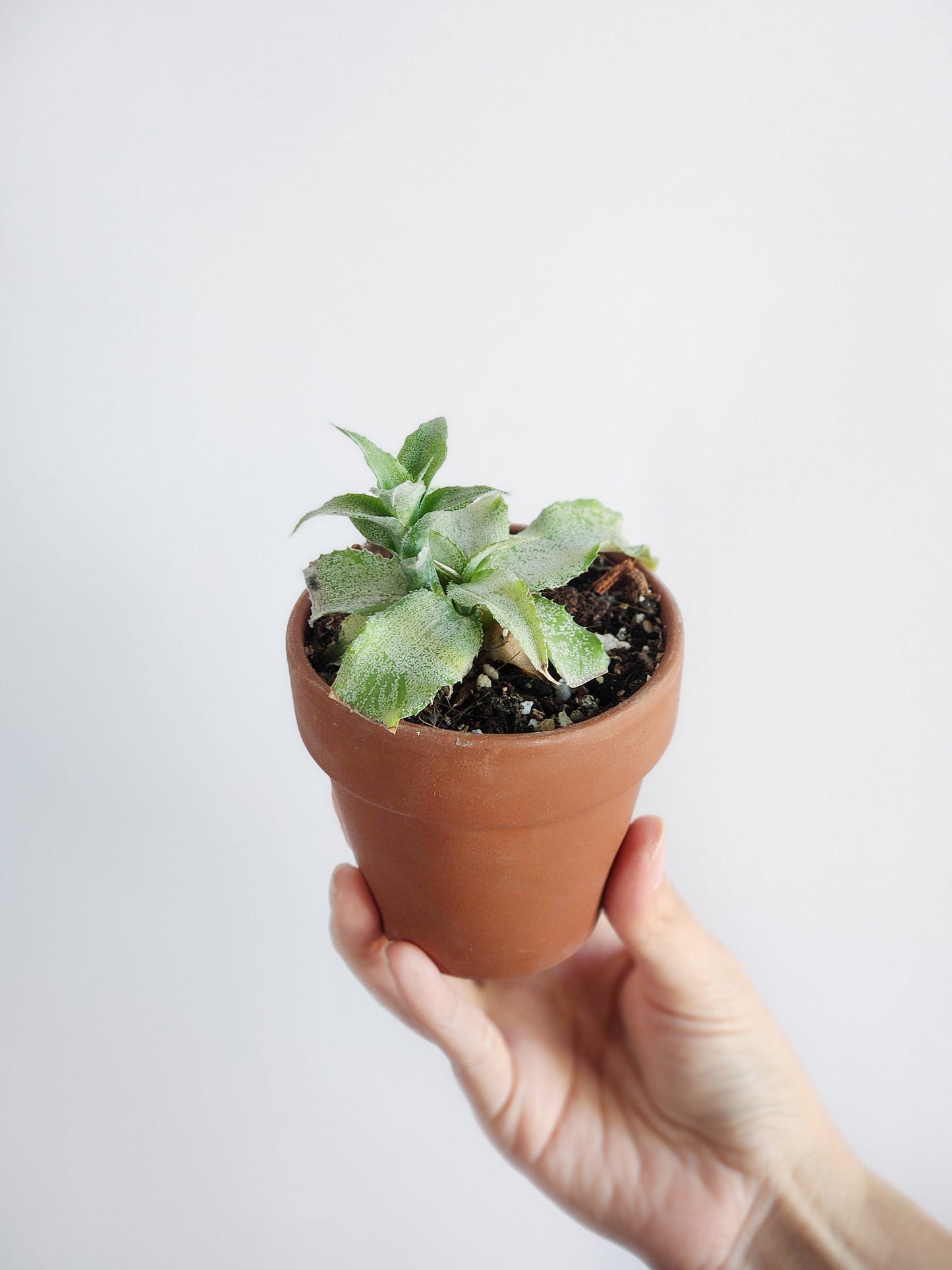 Cryptanthus