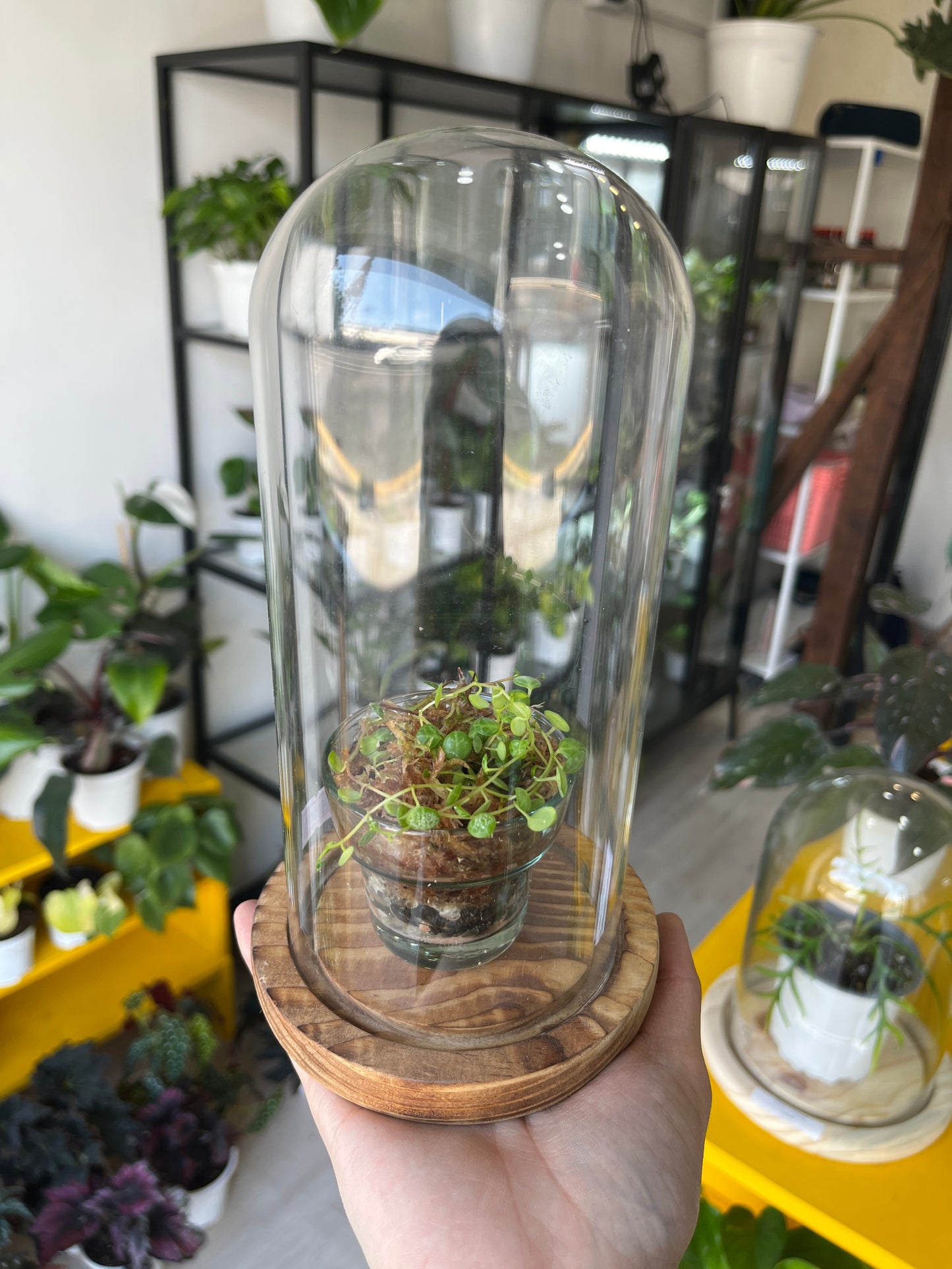 Cúpula 10 con planta