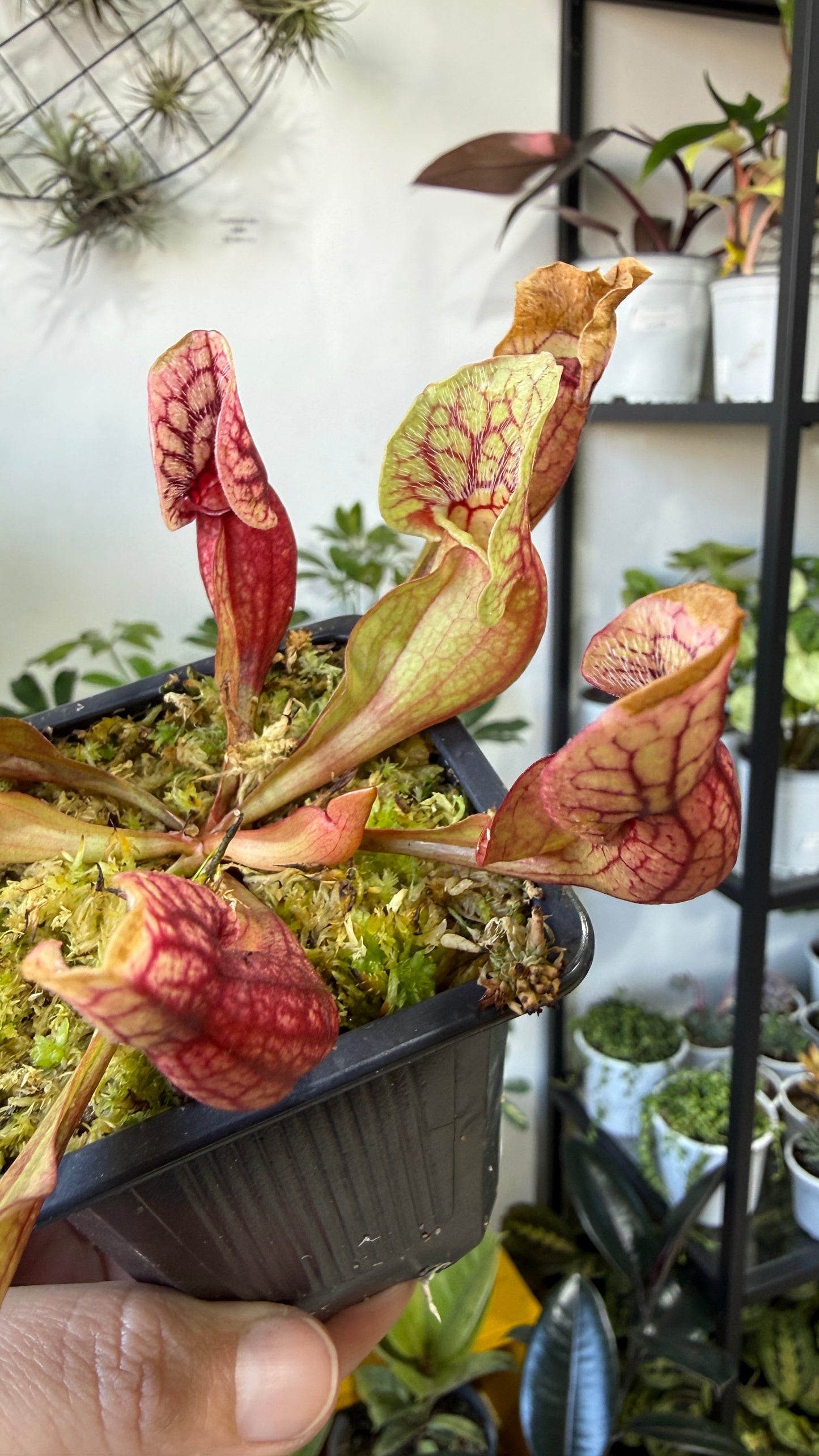 Plantas carnívoras