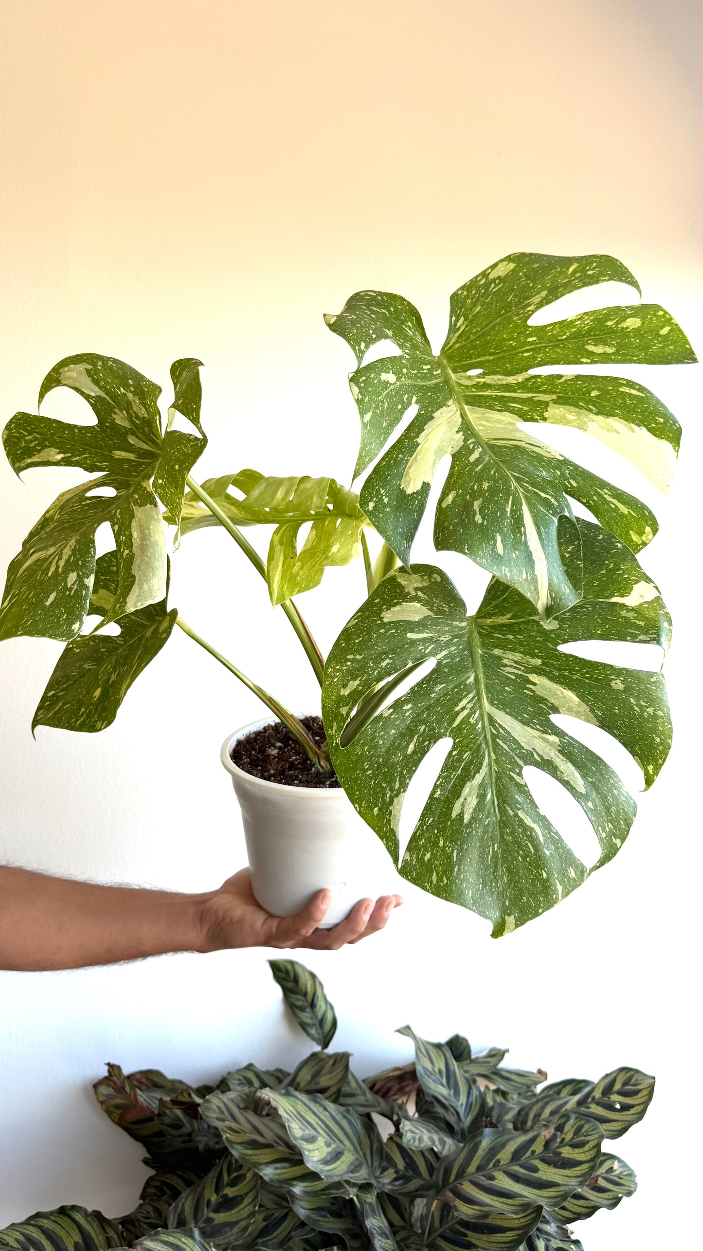 Monstera Thai