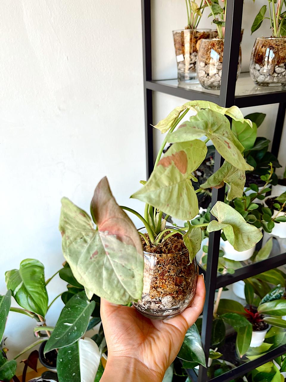 Plantas en Leca