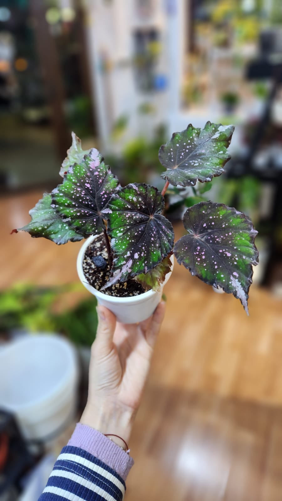 Begonia rex variedades
