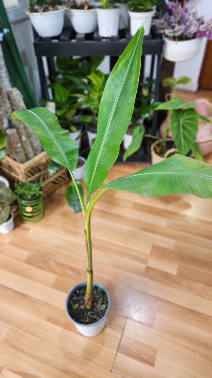 Banano Musa verde