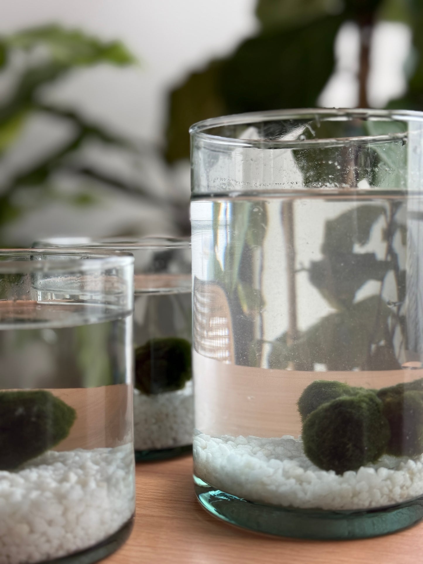 Marimo adulto