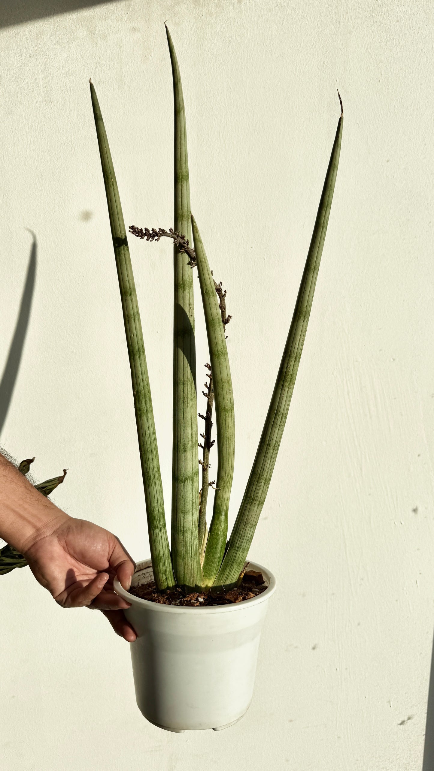 Sanseveria cilíndrica