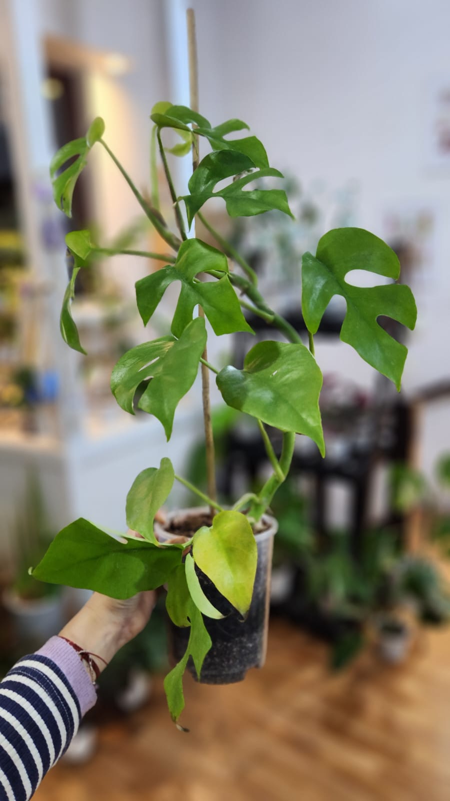 Raphidophora tetrasperma