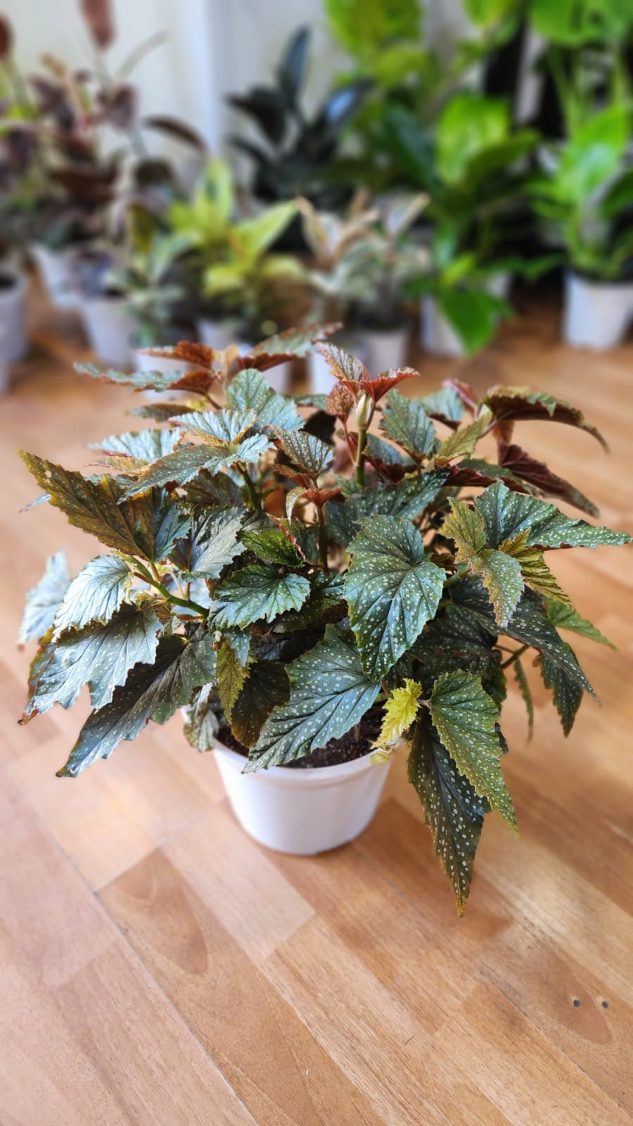 Begonias