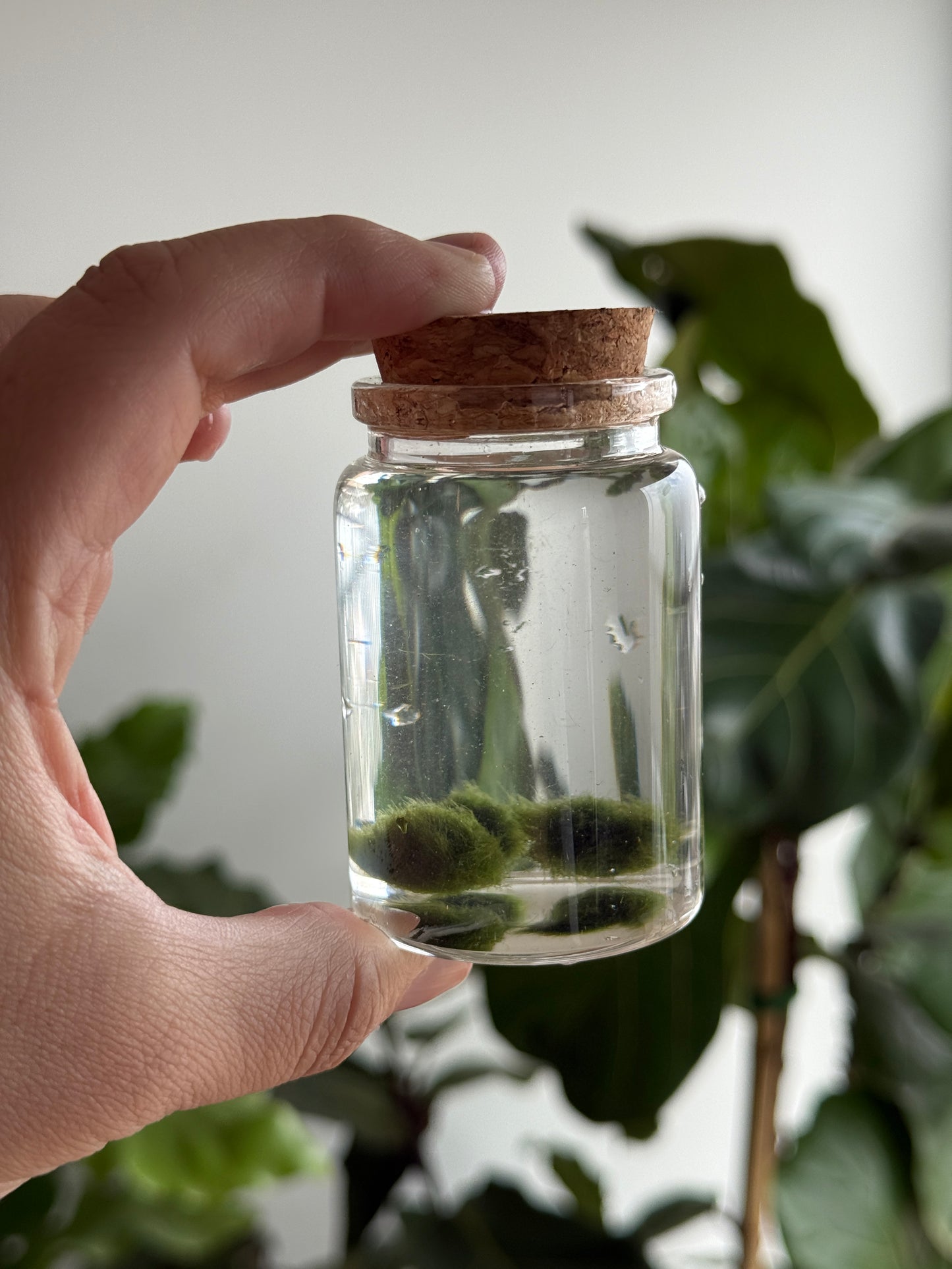 Marimo baby