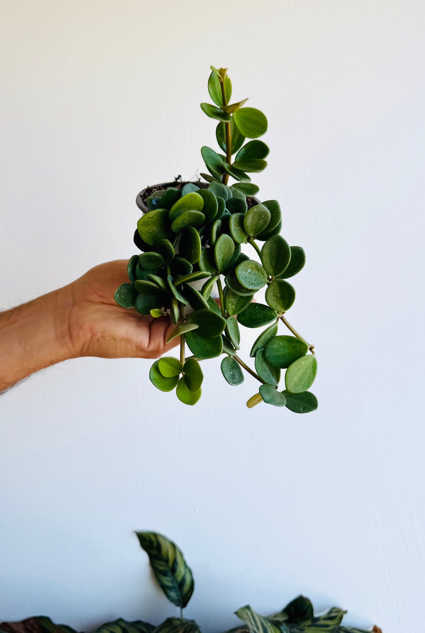 Peperomia Hope