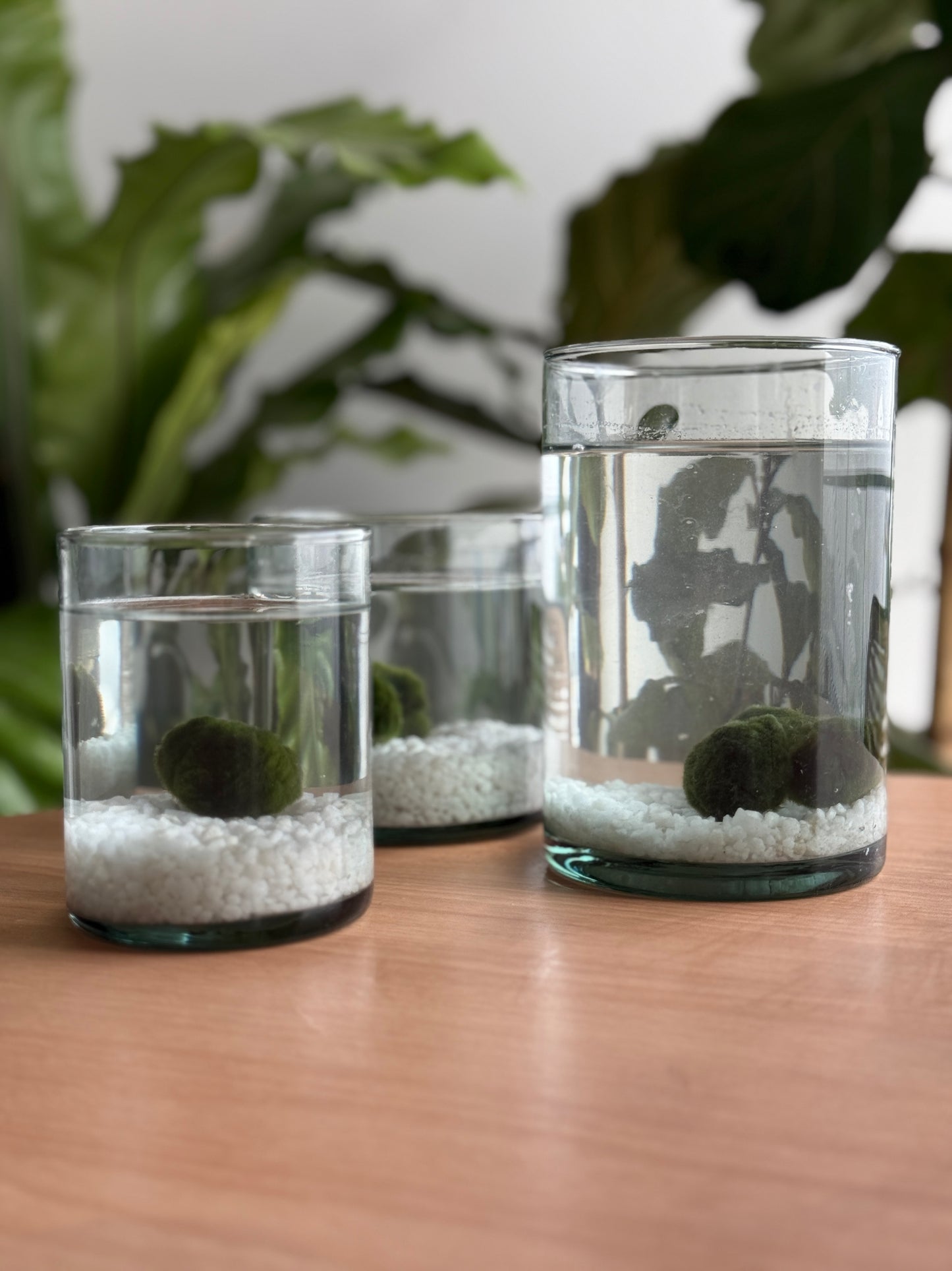 Marimo adulto