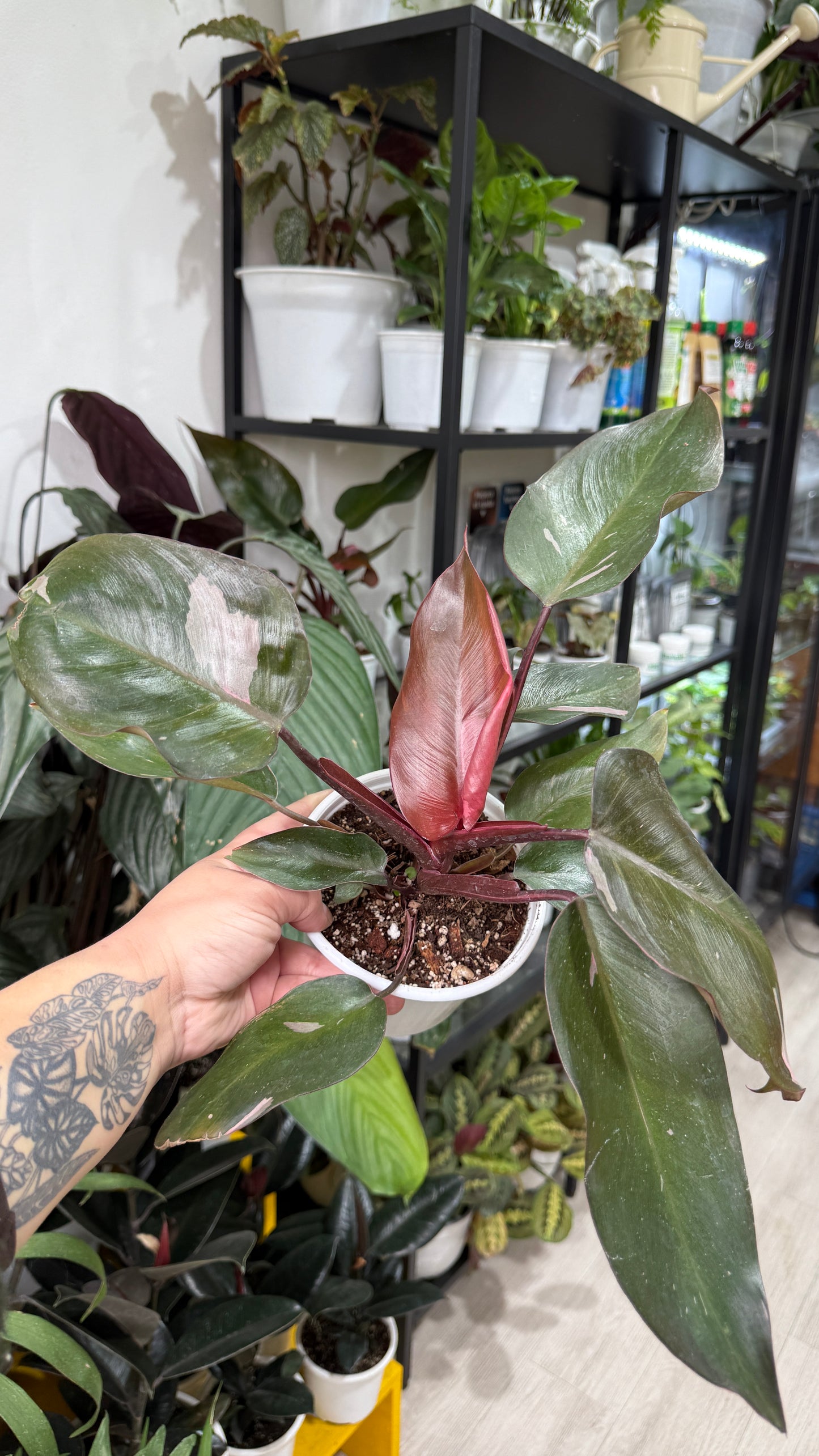 Filodendro pink princess