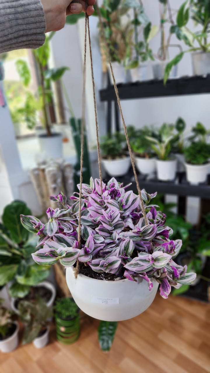 Tradescantia pink en maceta