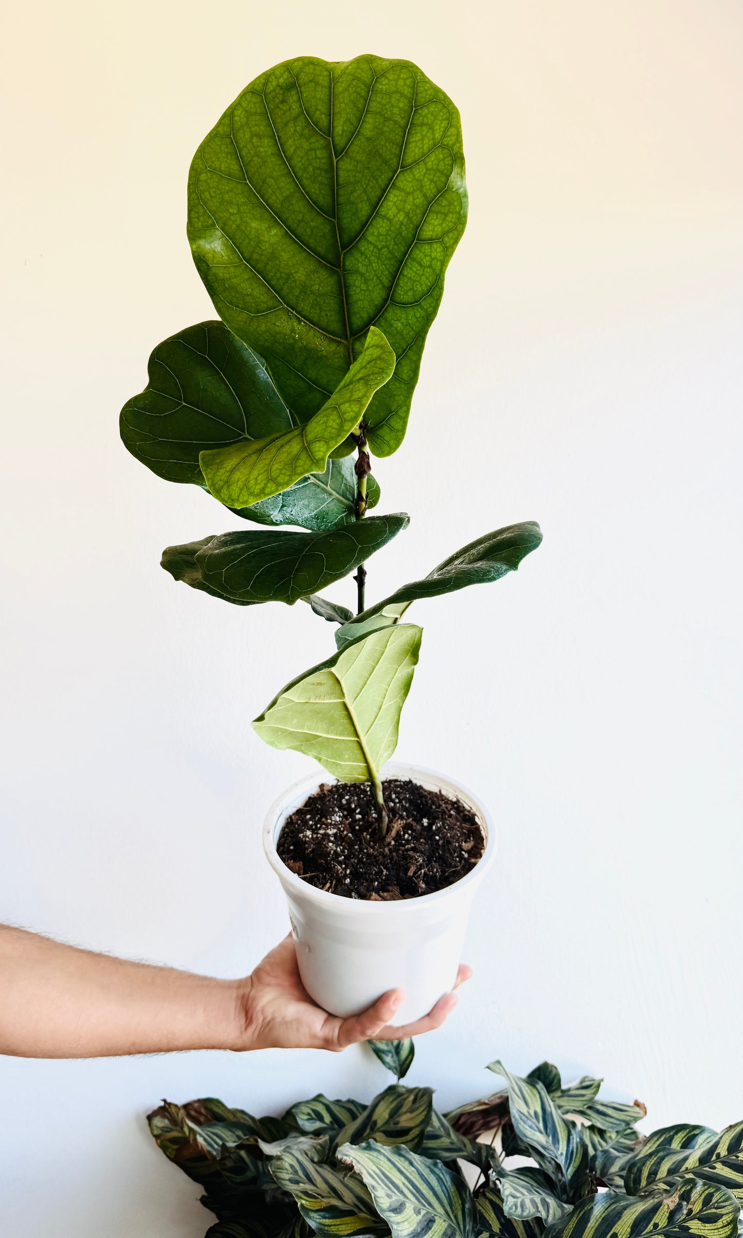 Ficus lyrata