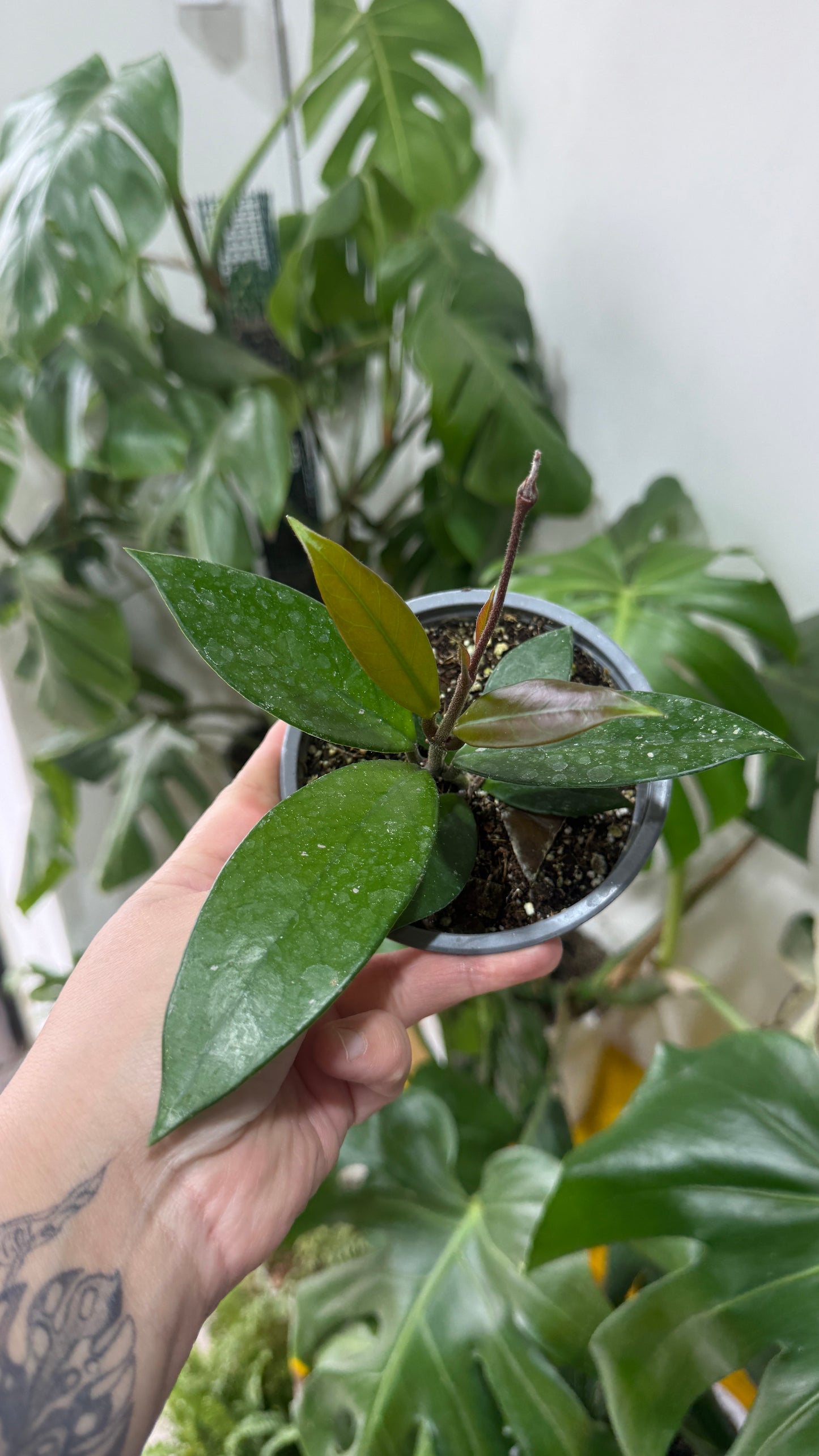 Hoya carnosa