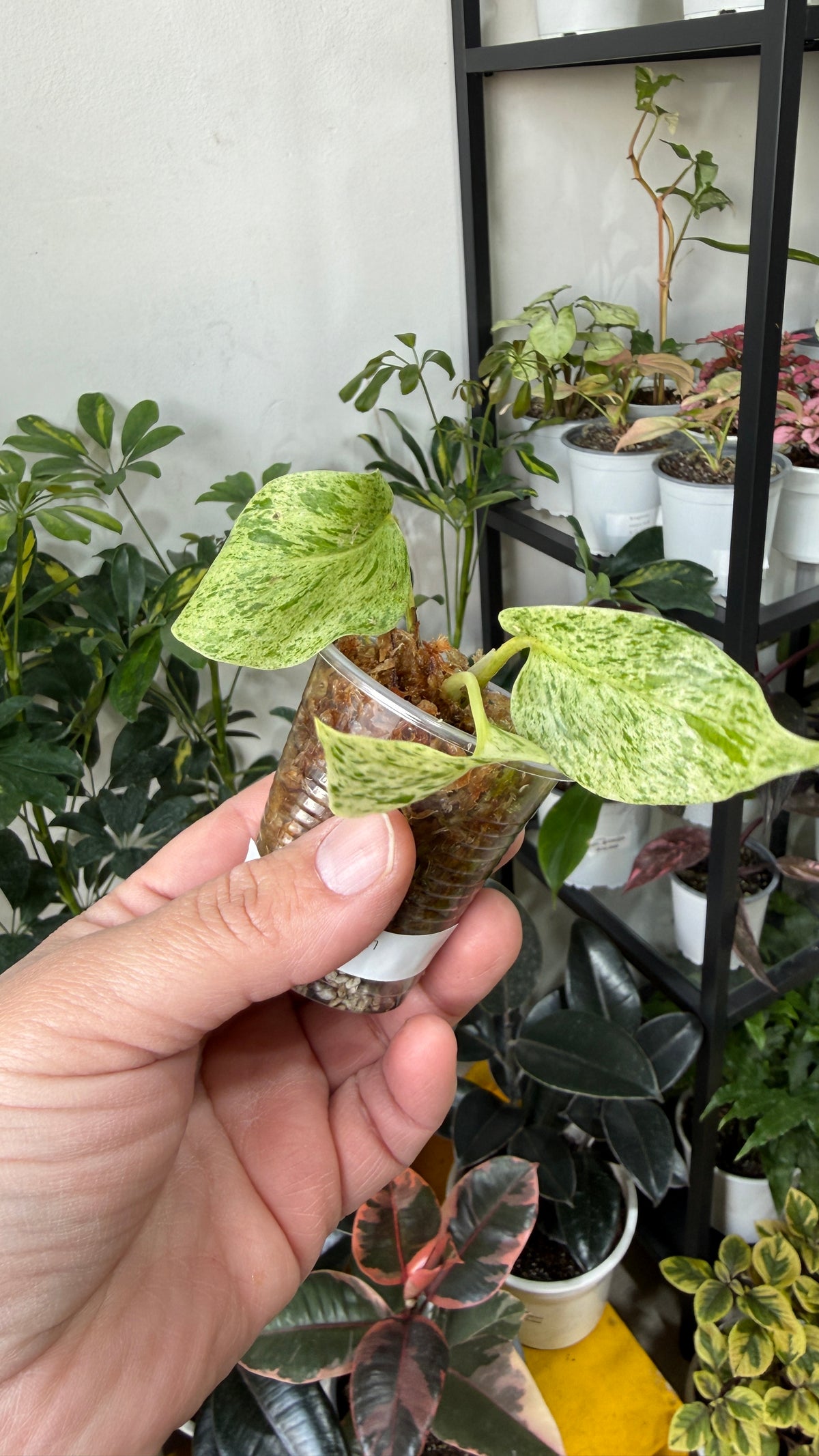 Baby plant