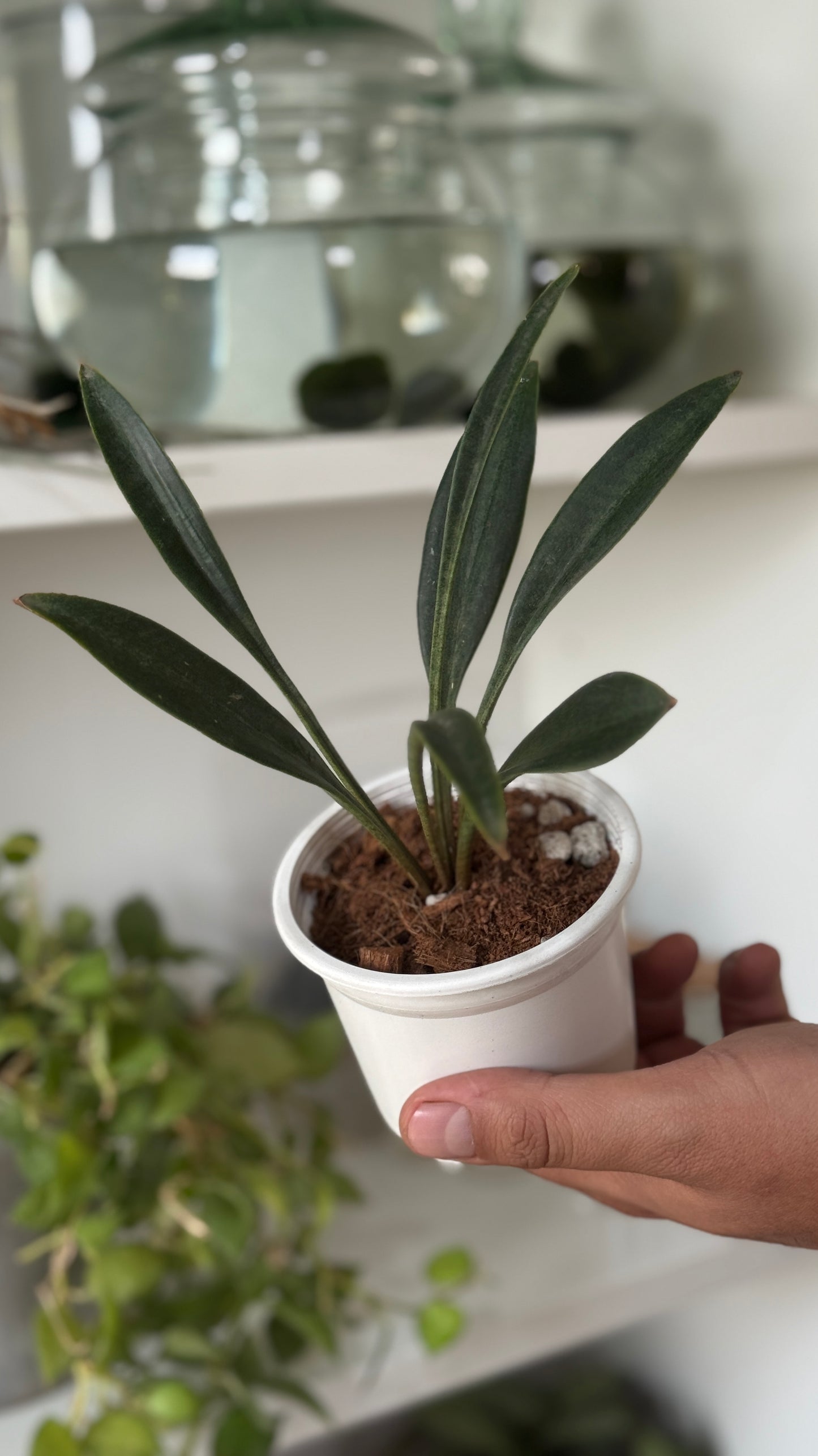 Sanseveria coccinea