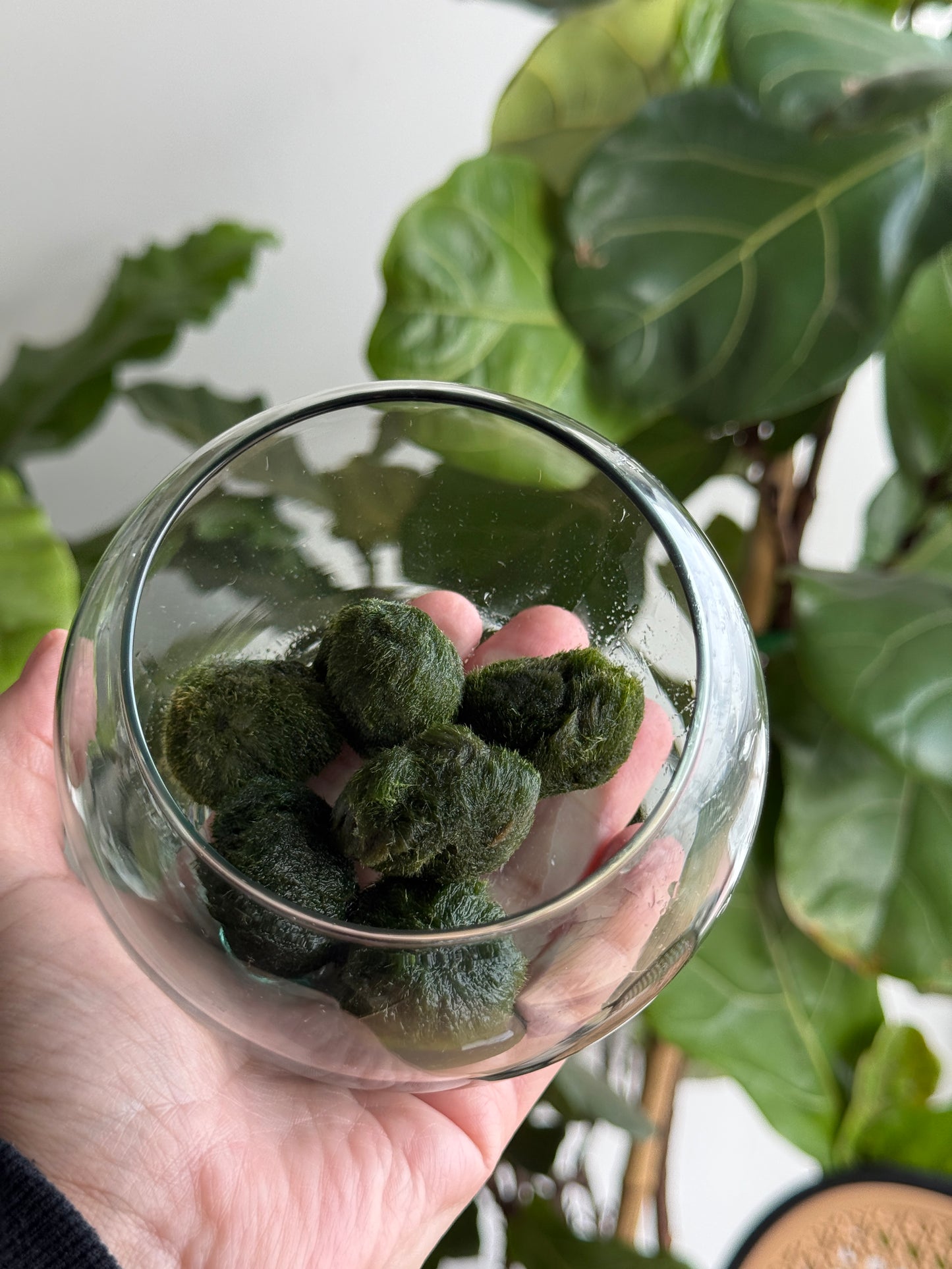 Marimo adulto