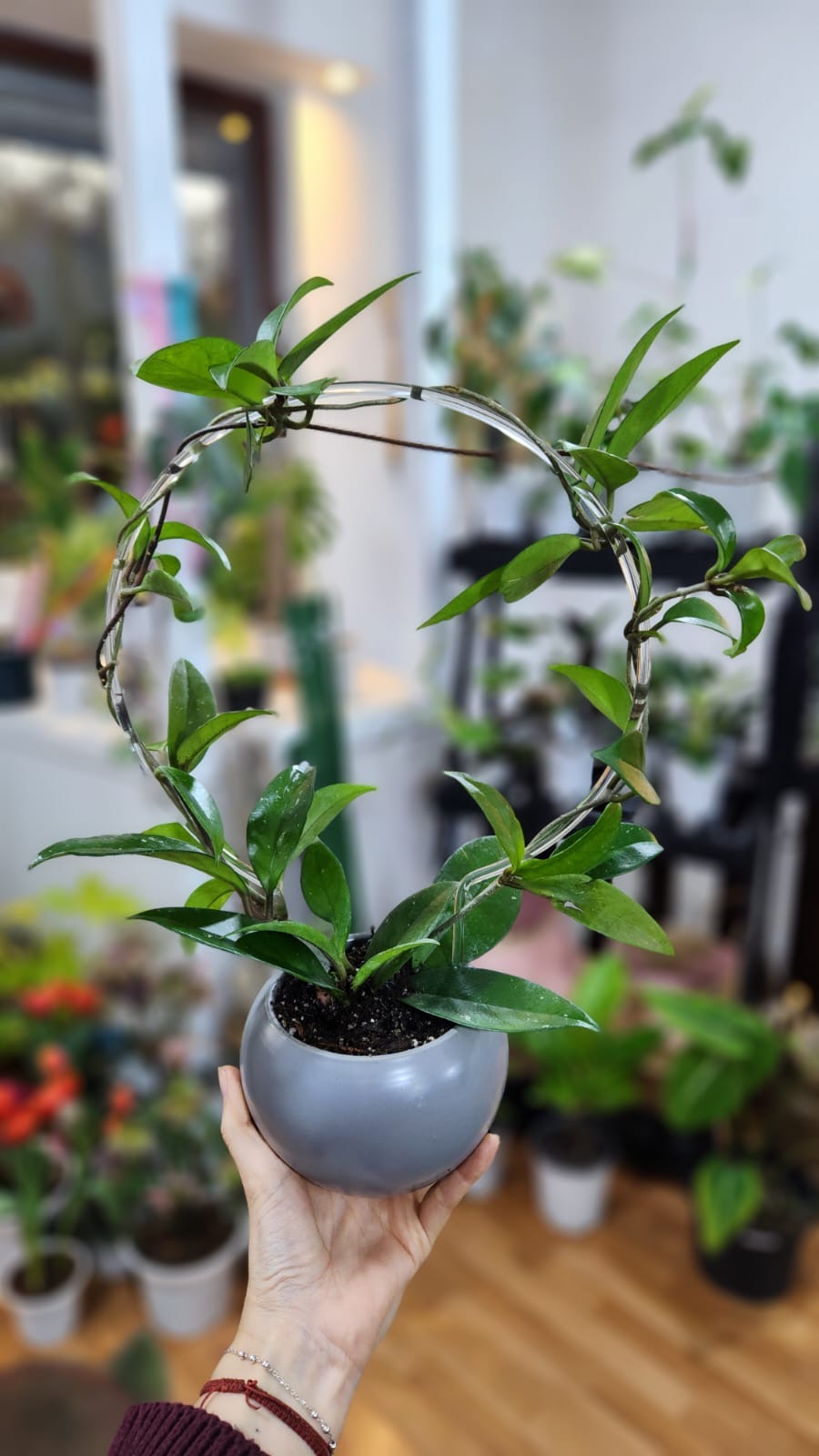 Hoya con tutor y maceta