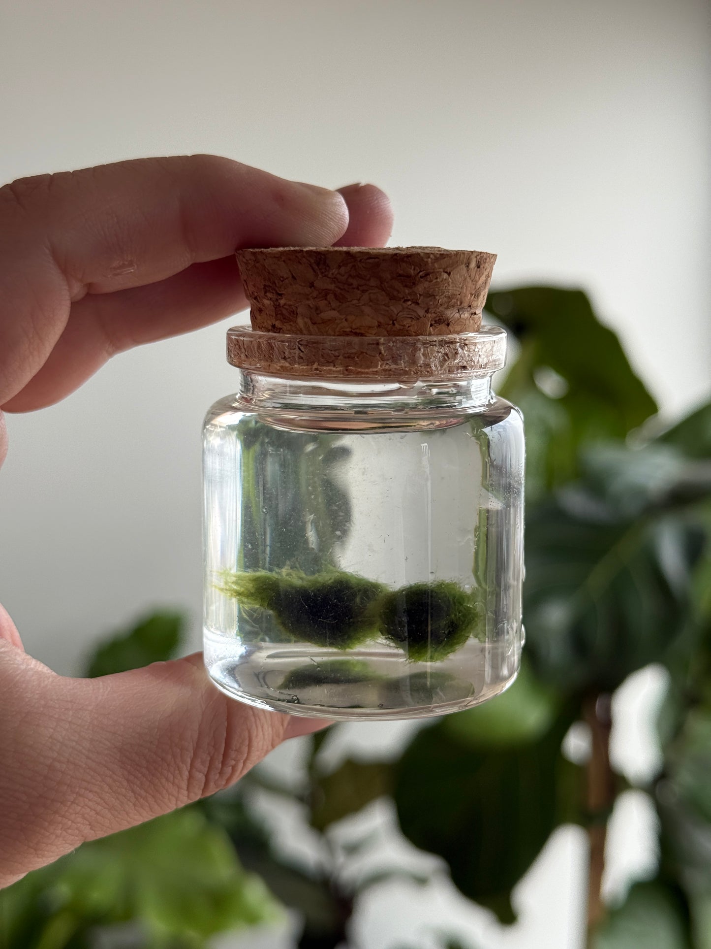 Marimo baby