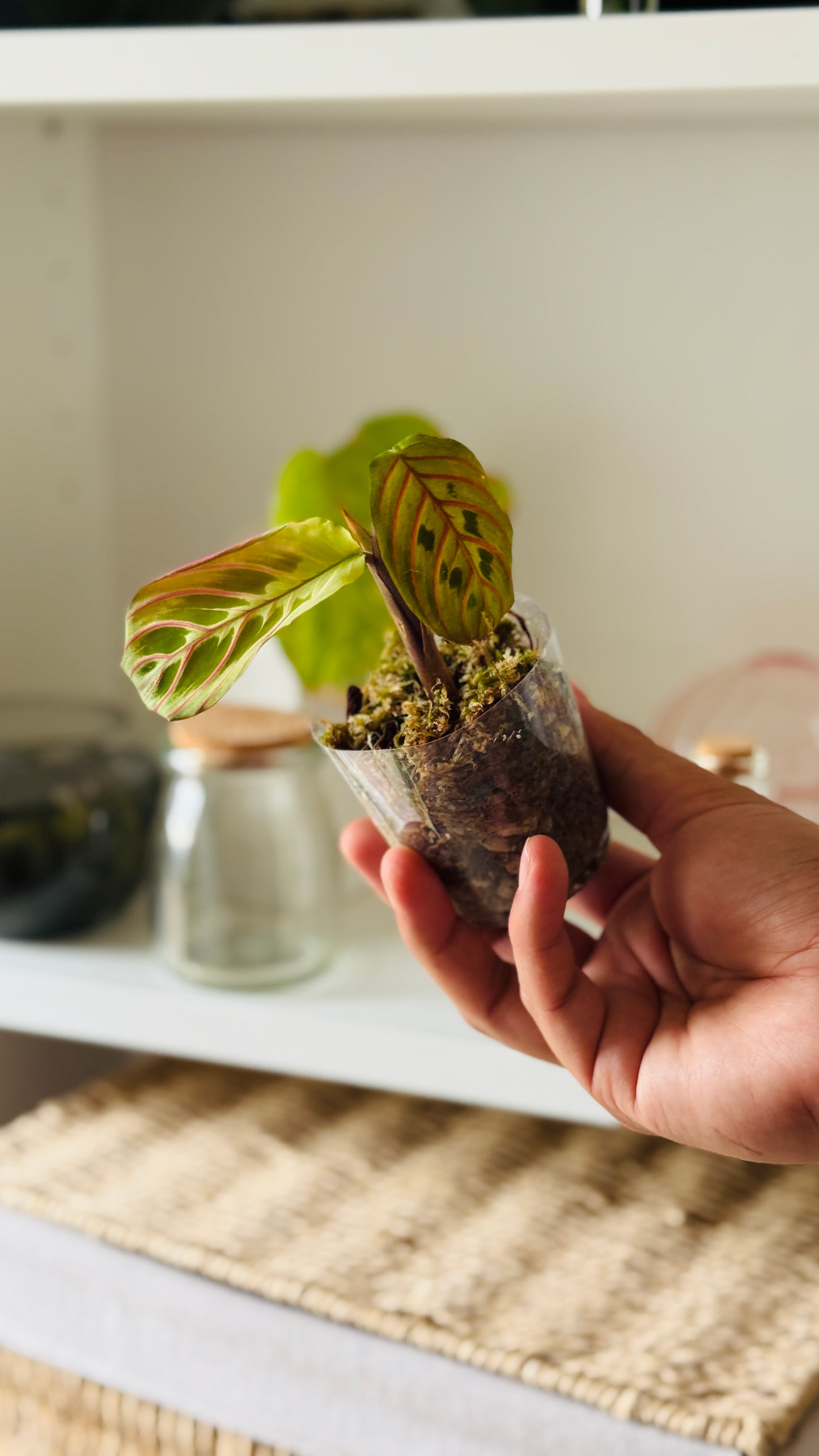 Baby plant