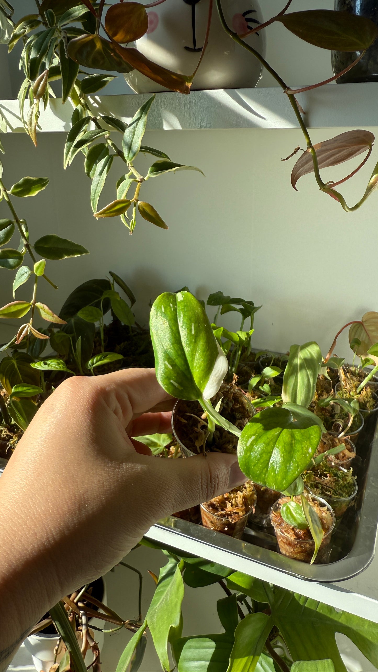 Baby plant