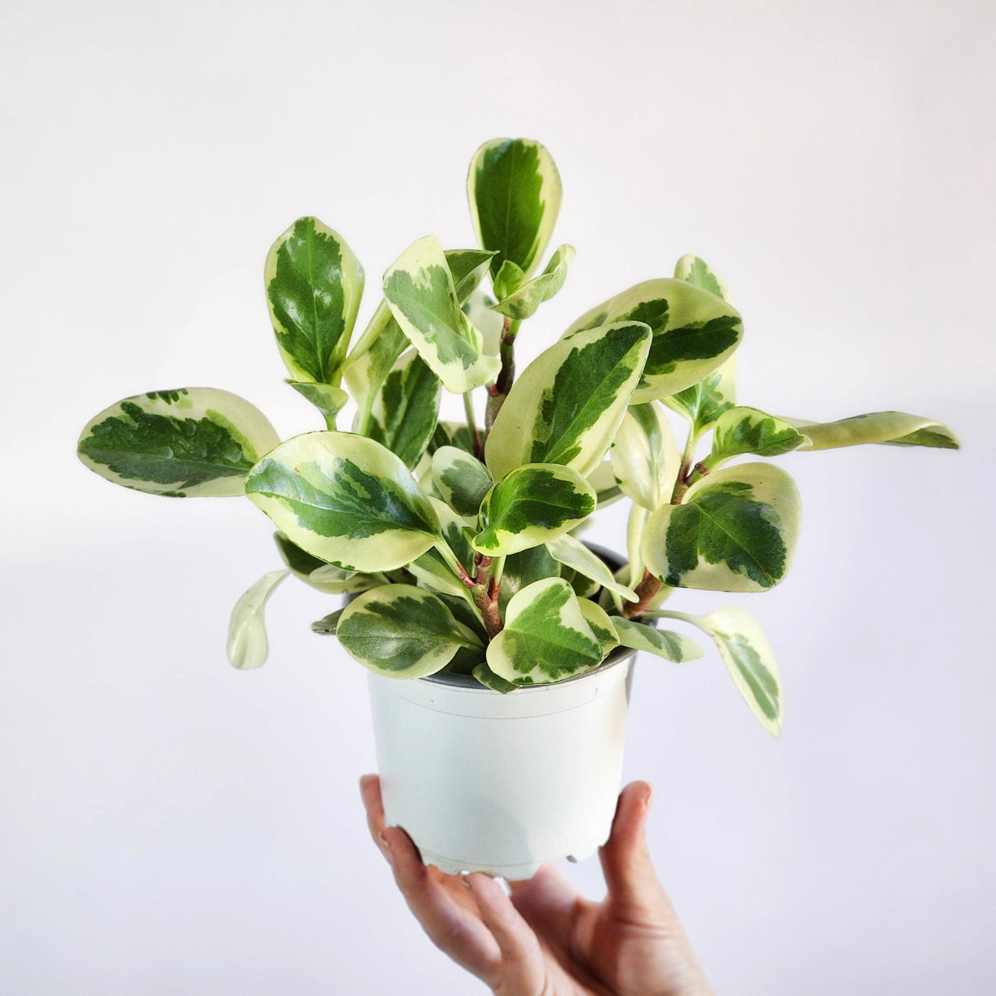 Peperomia obstusifolia