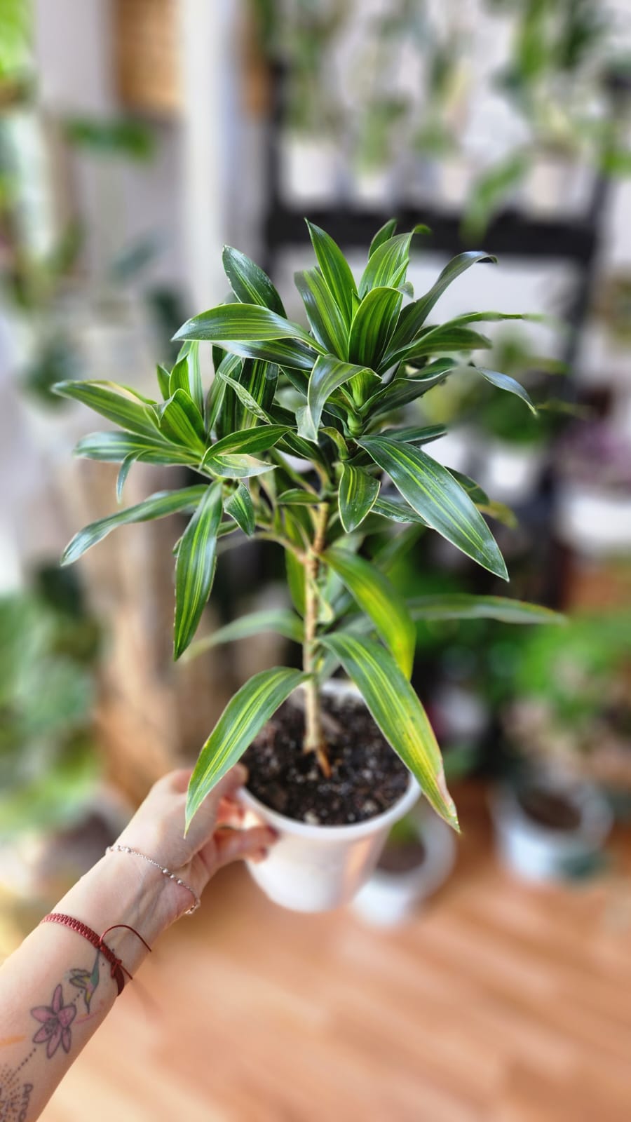 Dracena jamaica
