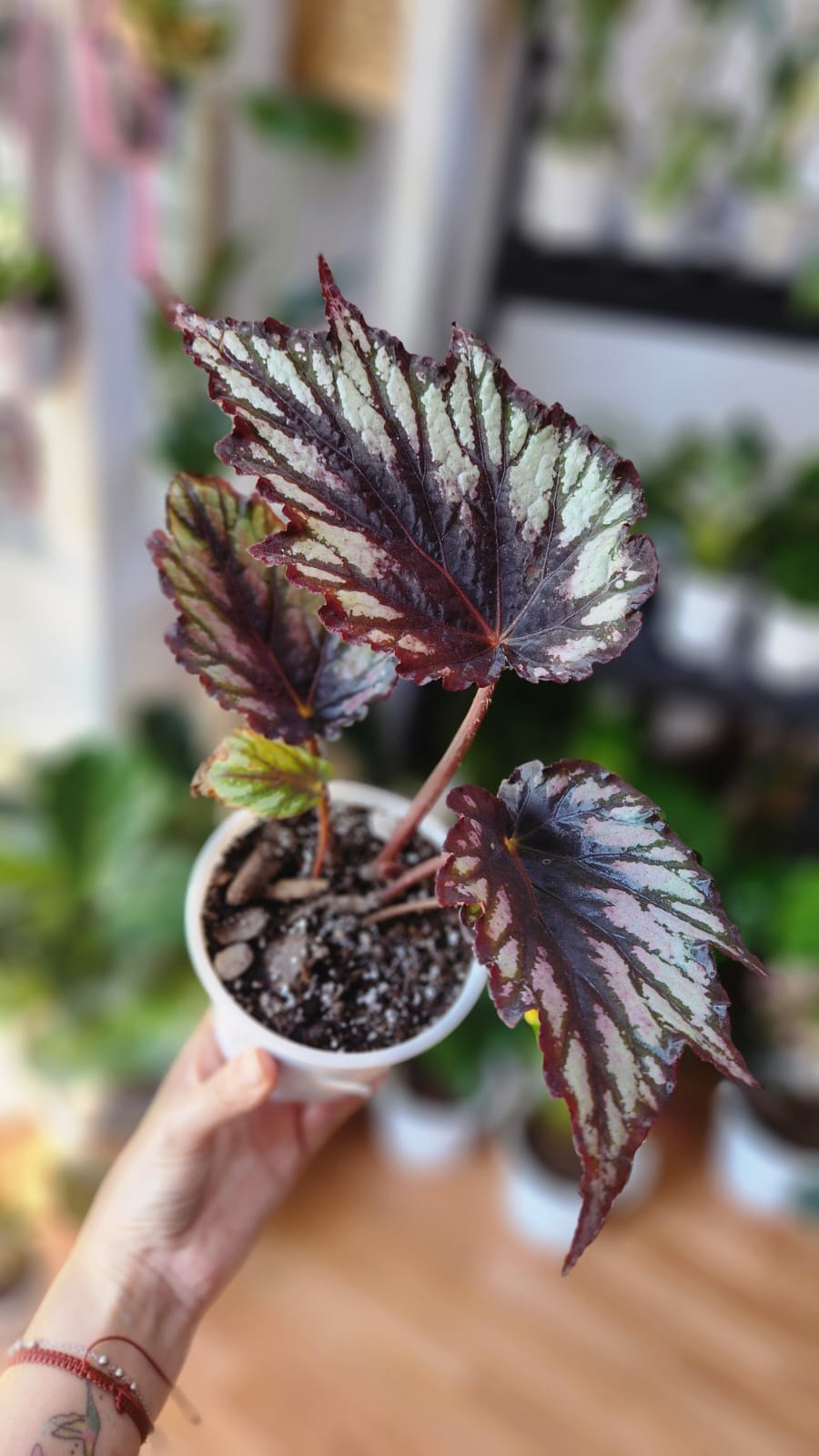 Begonia rex variedades