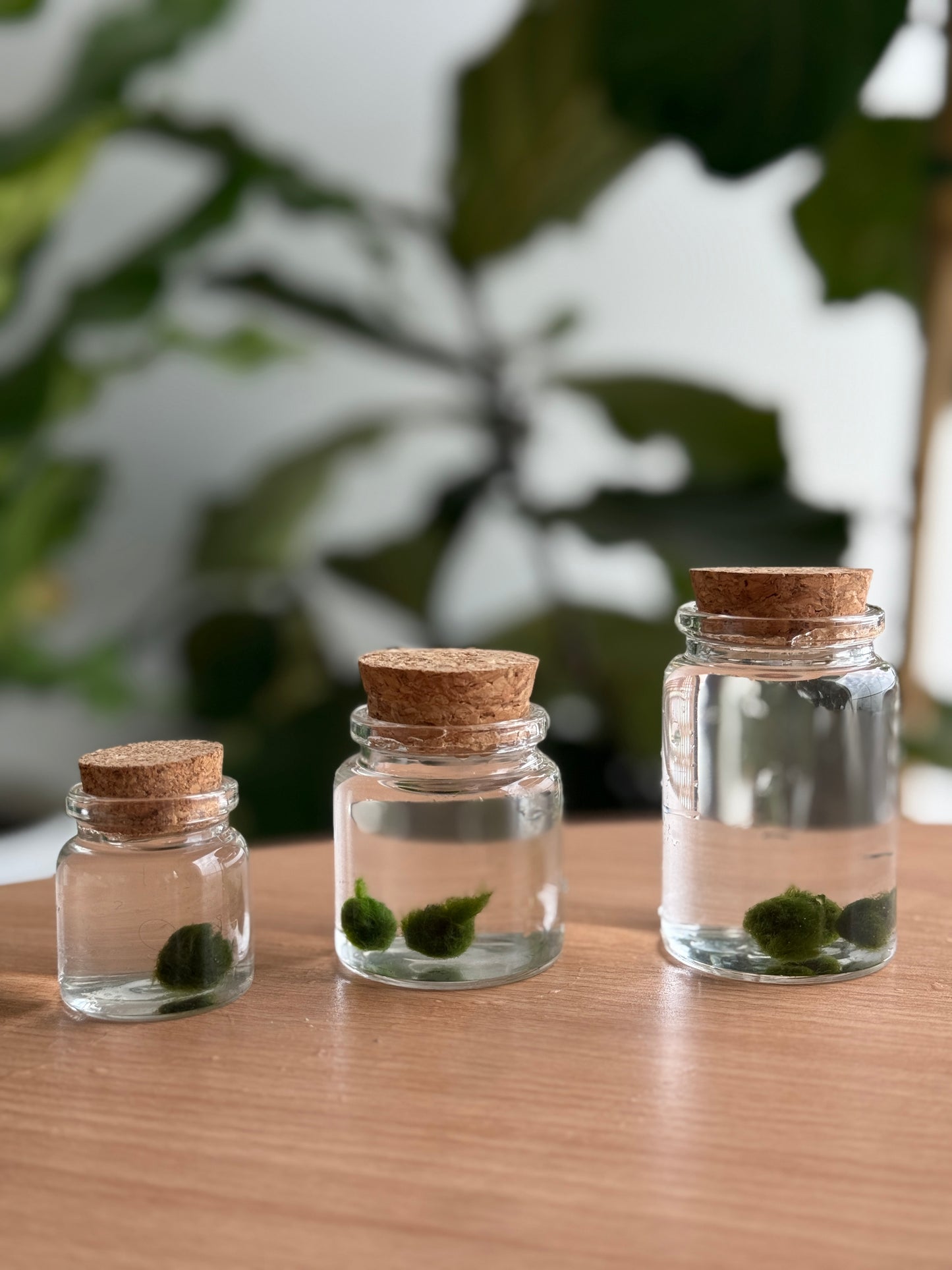Marimo baby