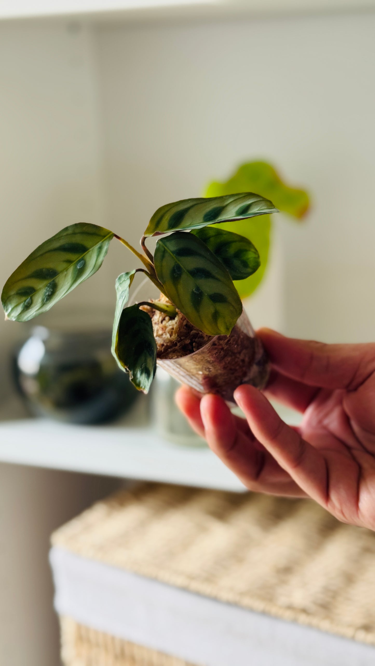 Baby plant