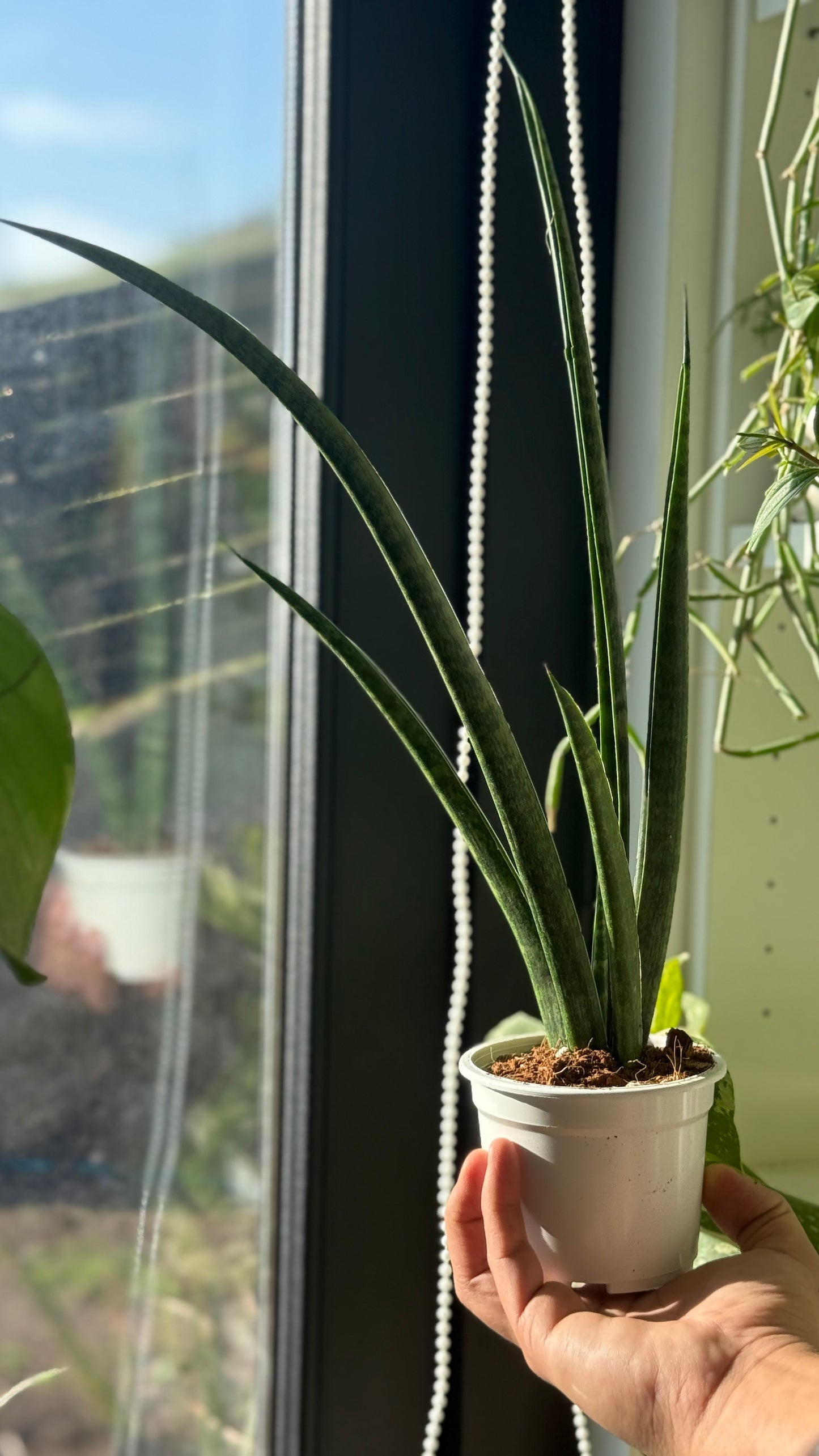 Sanseveria fernwood