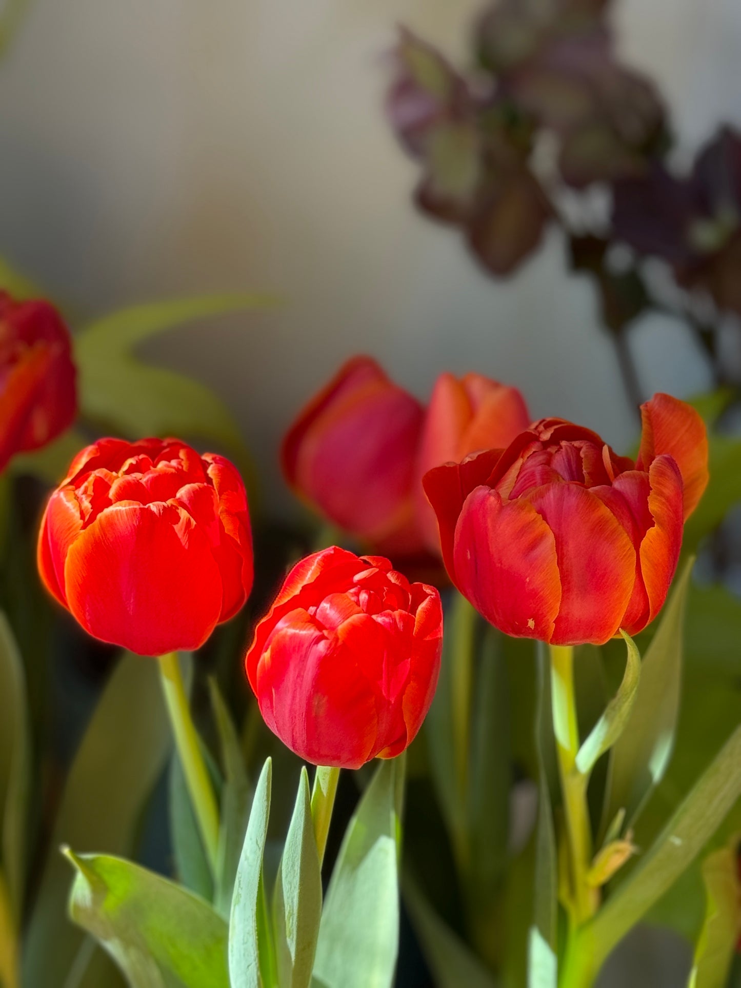 Tulipanes