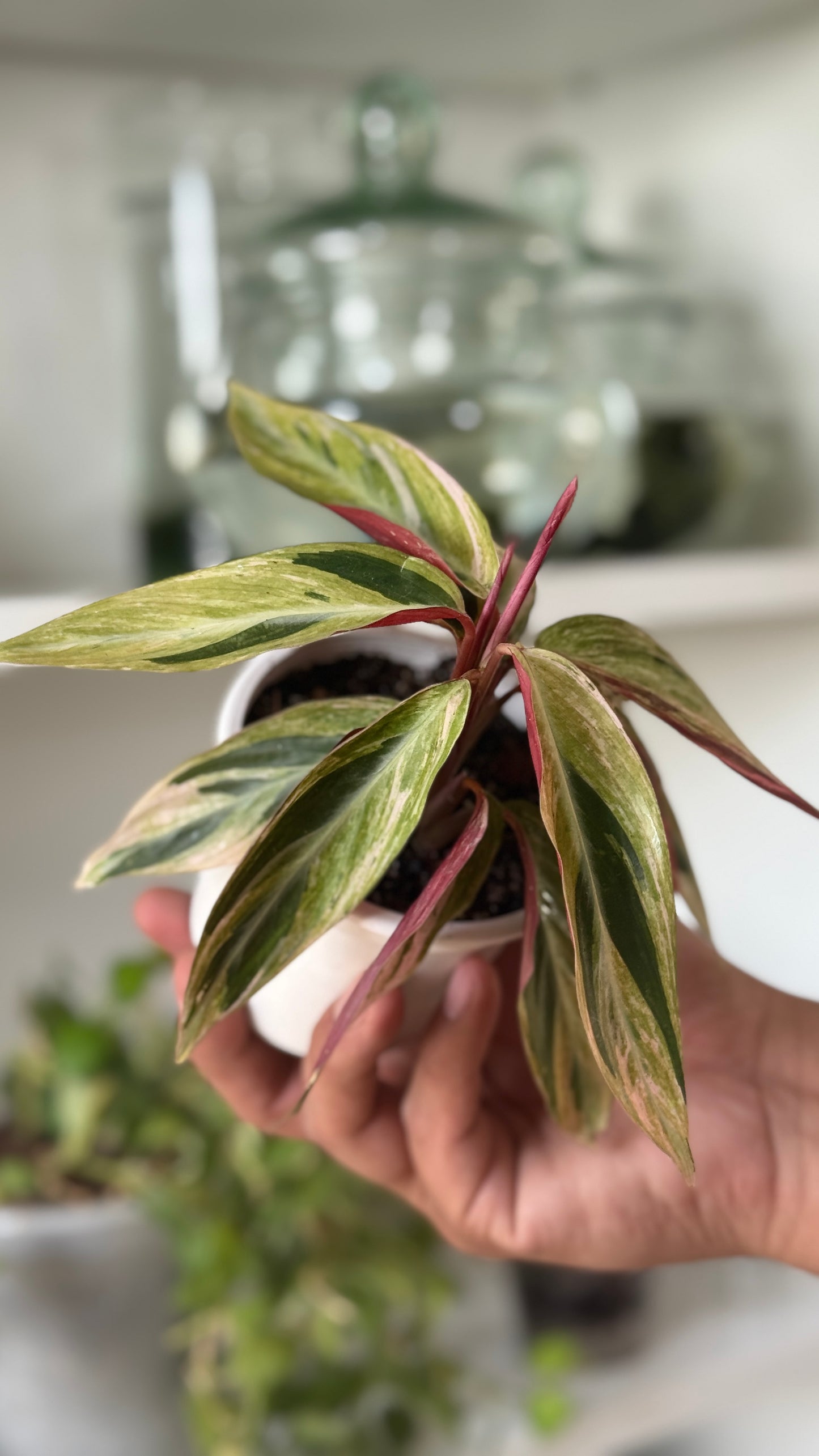 Stromathe horticolor