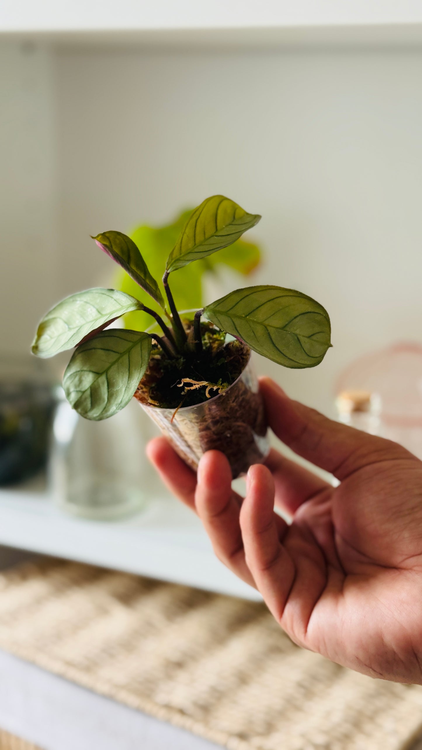 Baby plant