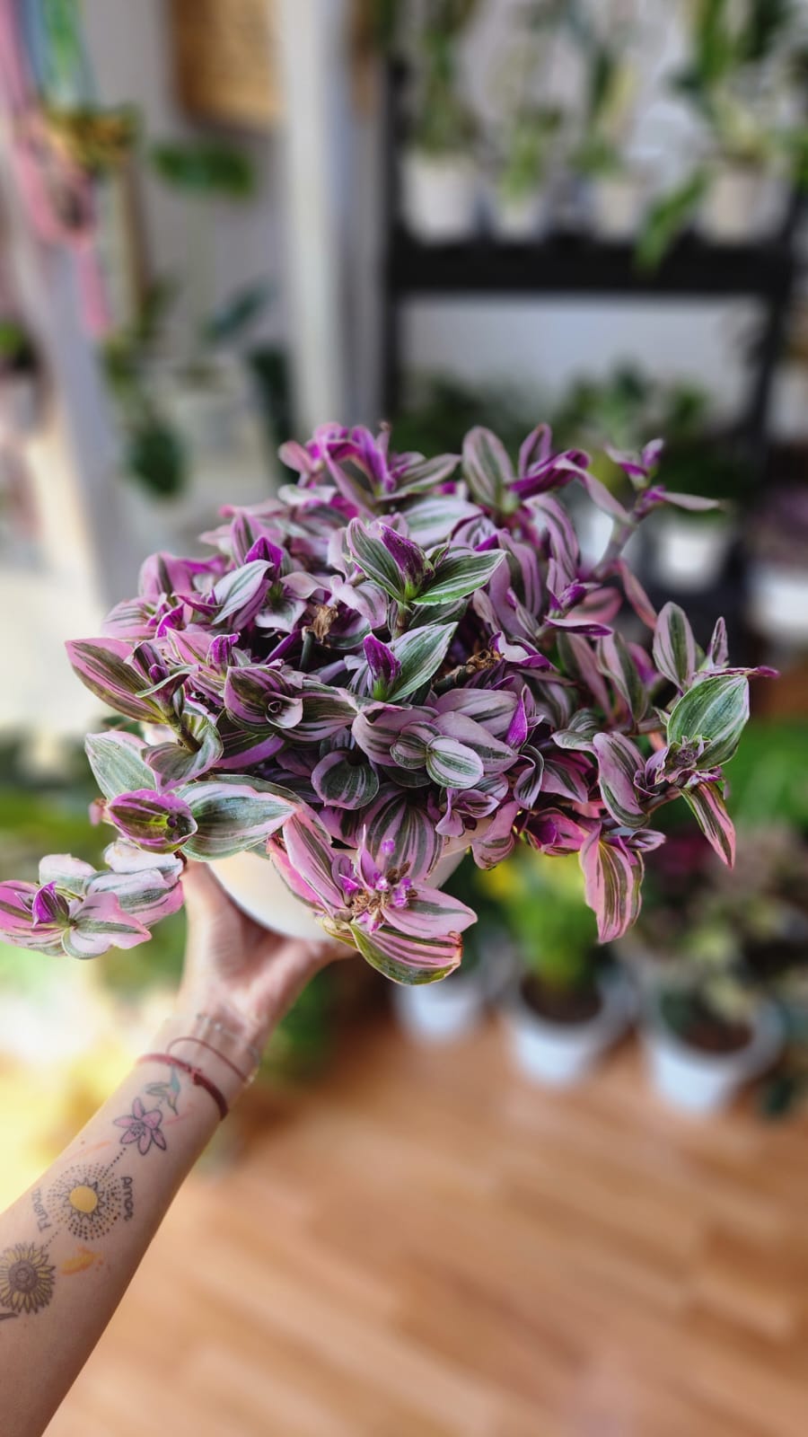 Tradescantia en bolo