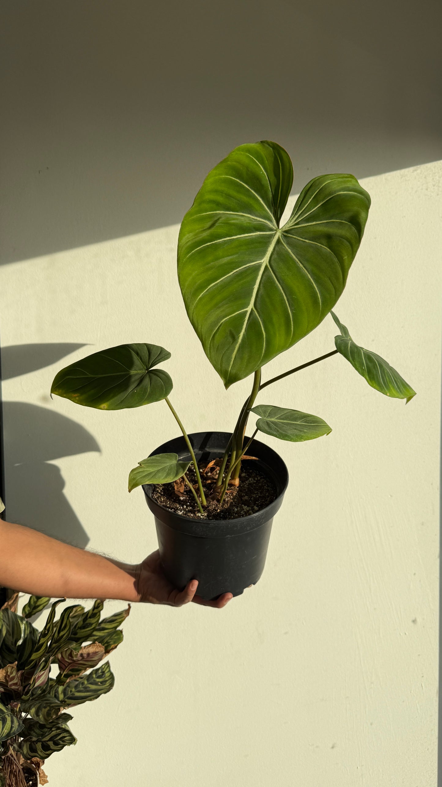 Filodendro gloriosum