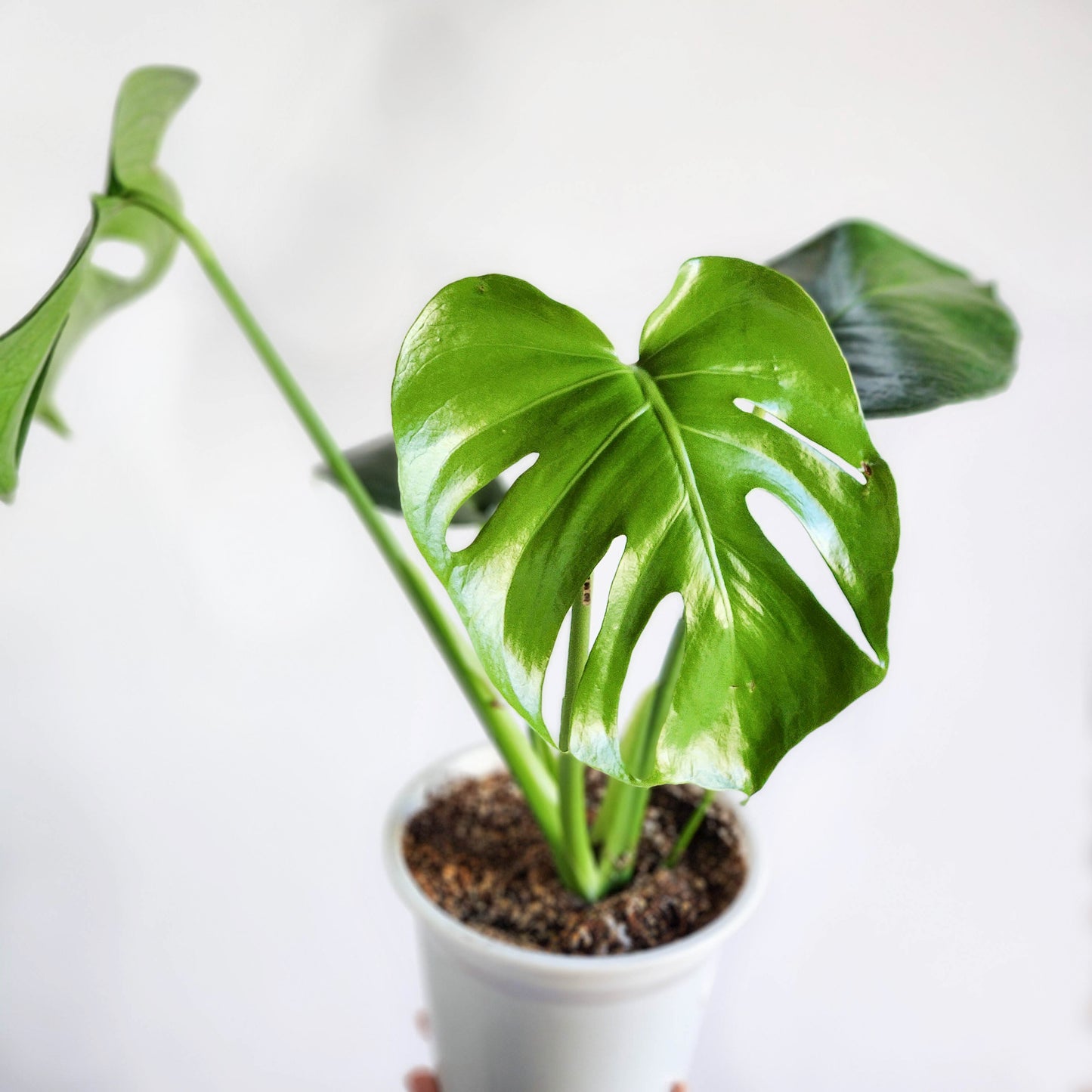 Monstera deliciosa